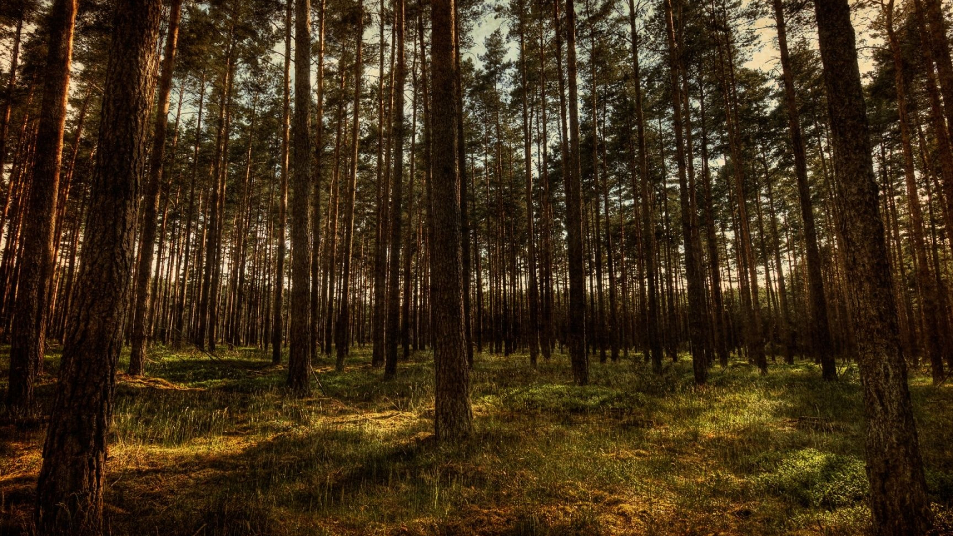 dense pine forest, tall pine tree trunks, sunlit mossy forest floor, Full HD Desktop wallpaper