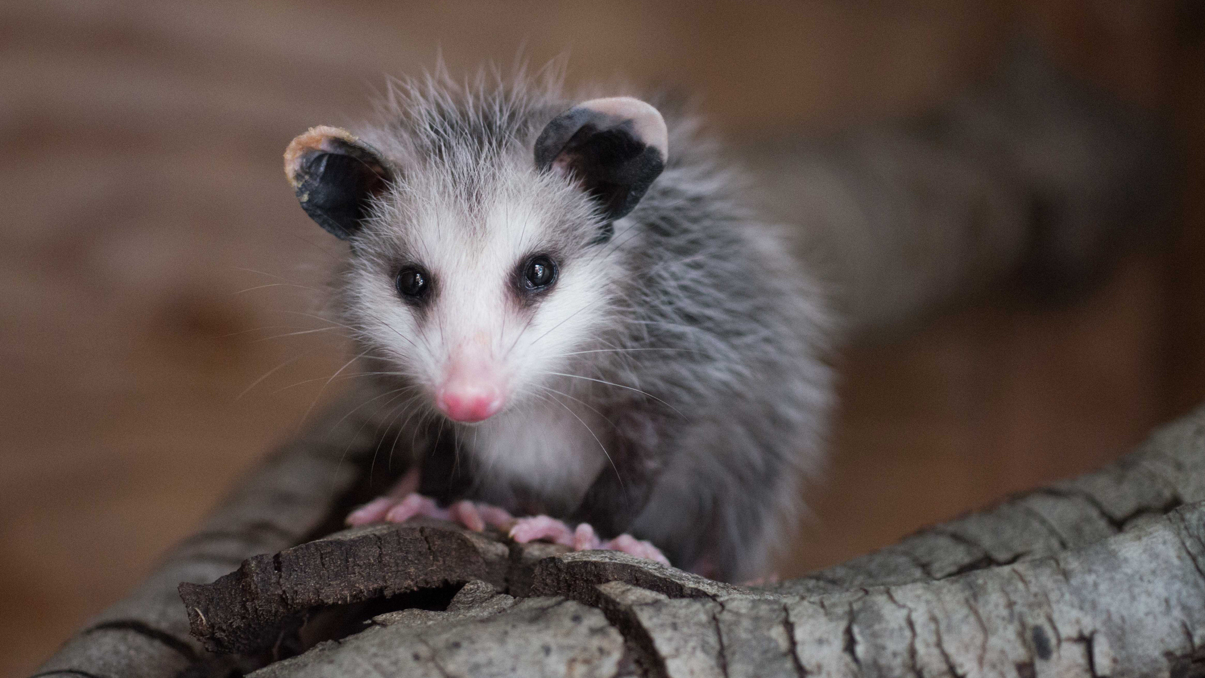 Adorable opossum, Possum wallpaper, Car fun stuff, Whole nest, 3840x2160 4K Desktop