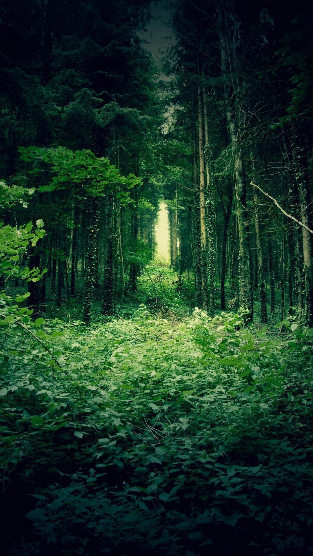 Forest trees wallpaper, Nature's green, HTC one wallpapers, Forest allure, 1080x1920 Full HD Phone