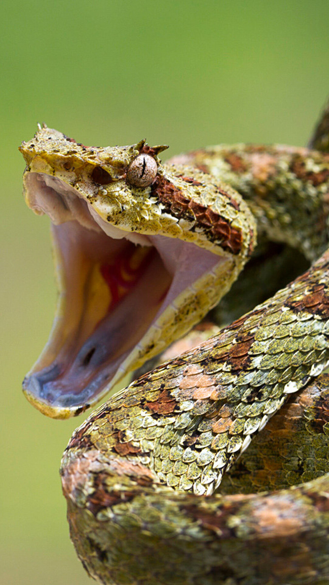 Snake terror, Intense reptilian stare, Thrilling wallpapers, Fear-inducing visuals, 1080x1920 Full HD Phone