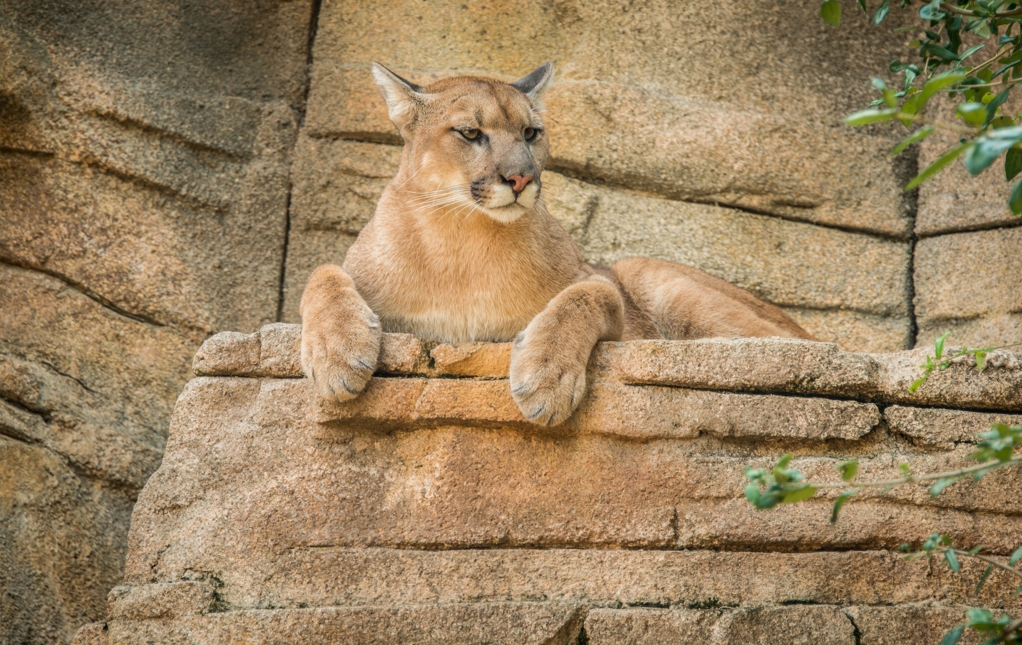 Wildcats, Download wallpapers, High-quality images, Wildlife enthusiasts, 2050x1300 HD Desktop