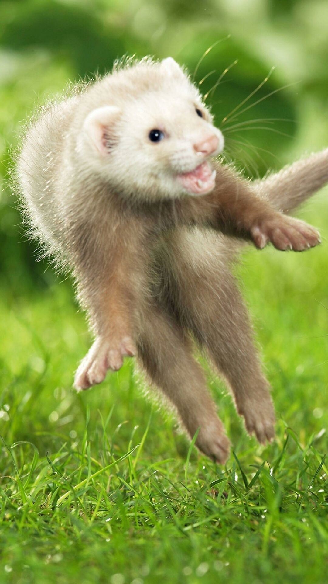 Playful, Ferrets Wallpaper, 1080x1920 Full HD Phone