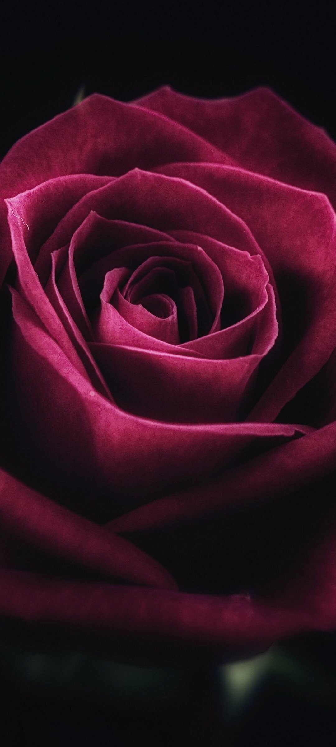 Rose, Cute and romantic, Red and black, Floral beauty, 1080x2400 HD Phone