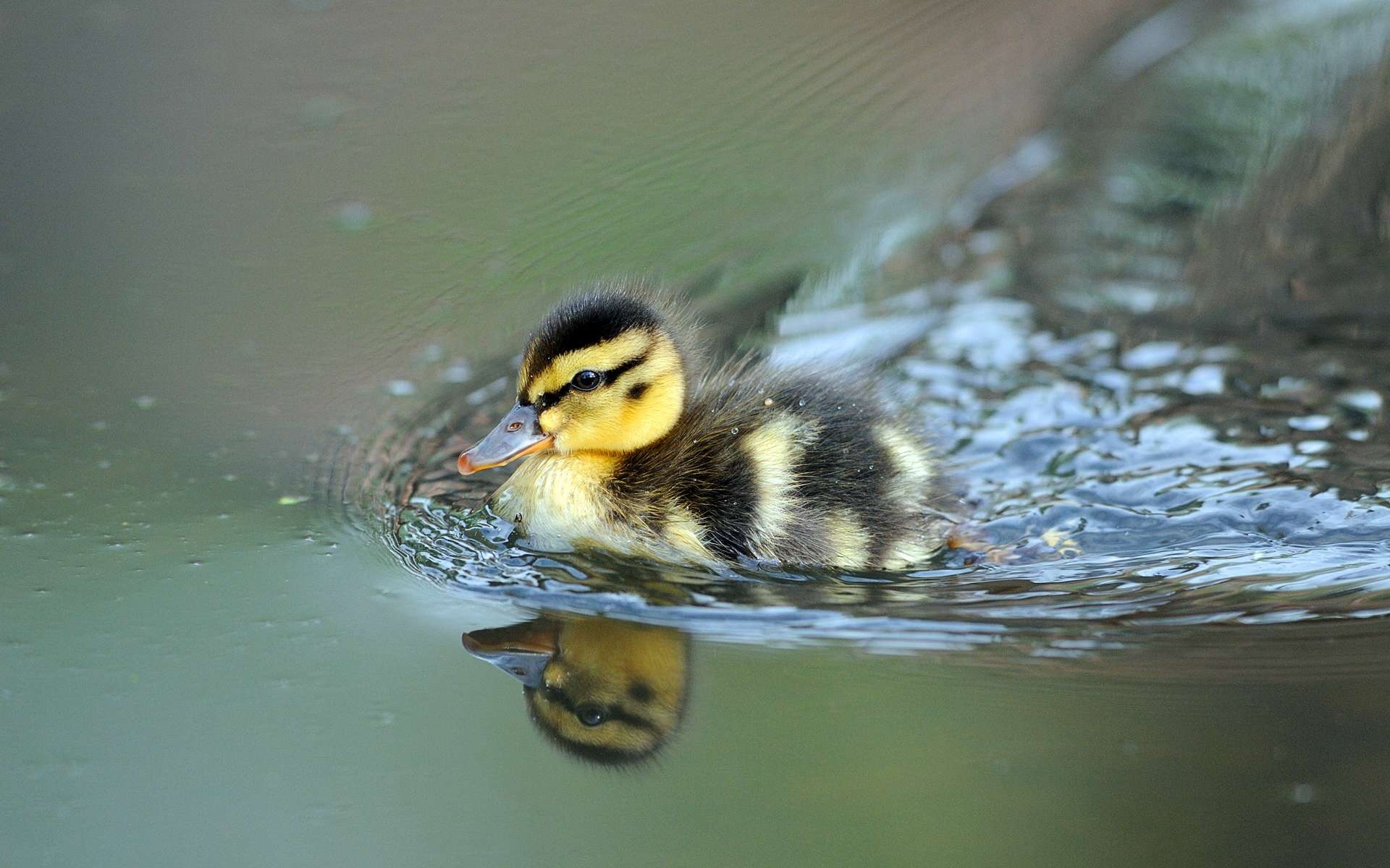 Artistic duck wallpaper, Unique composition, Creative visuals, Standout design, 1920x1200 HD Desktop