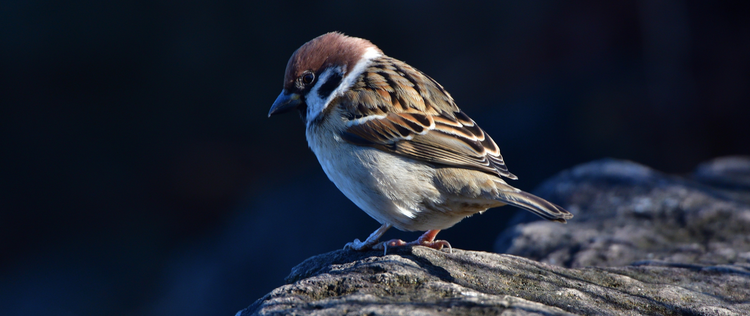 Close-up avian, Small bird wallpaper, Dual wide HD, Background image, 2560x1080 Dual Screen Desktop