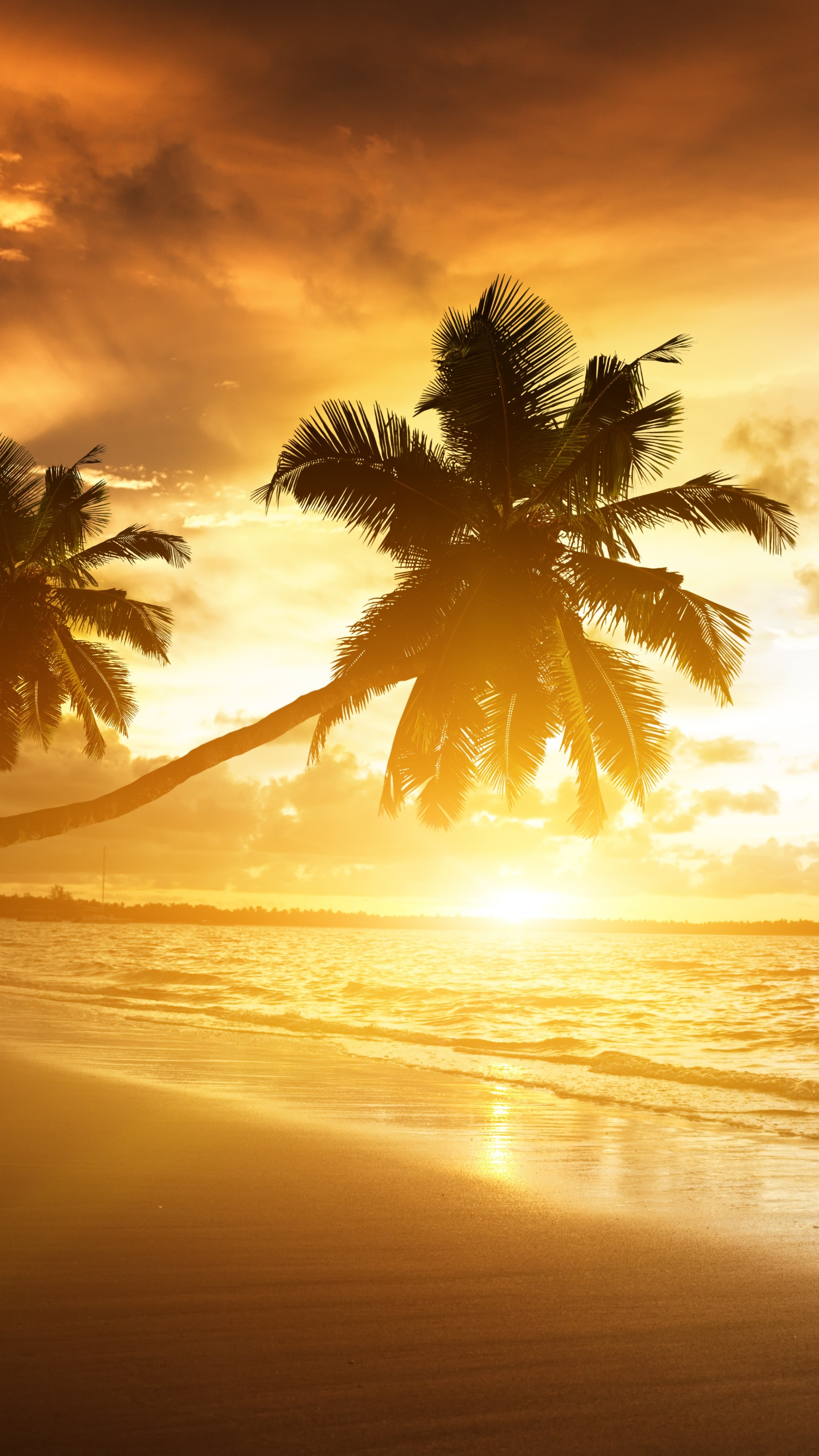 Leaning coconut palm tree, Golden tropical ocean sunset, Wet sandy beach shore, 4K Phone wallpaper