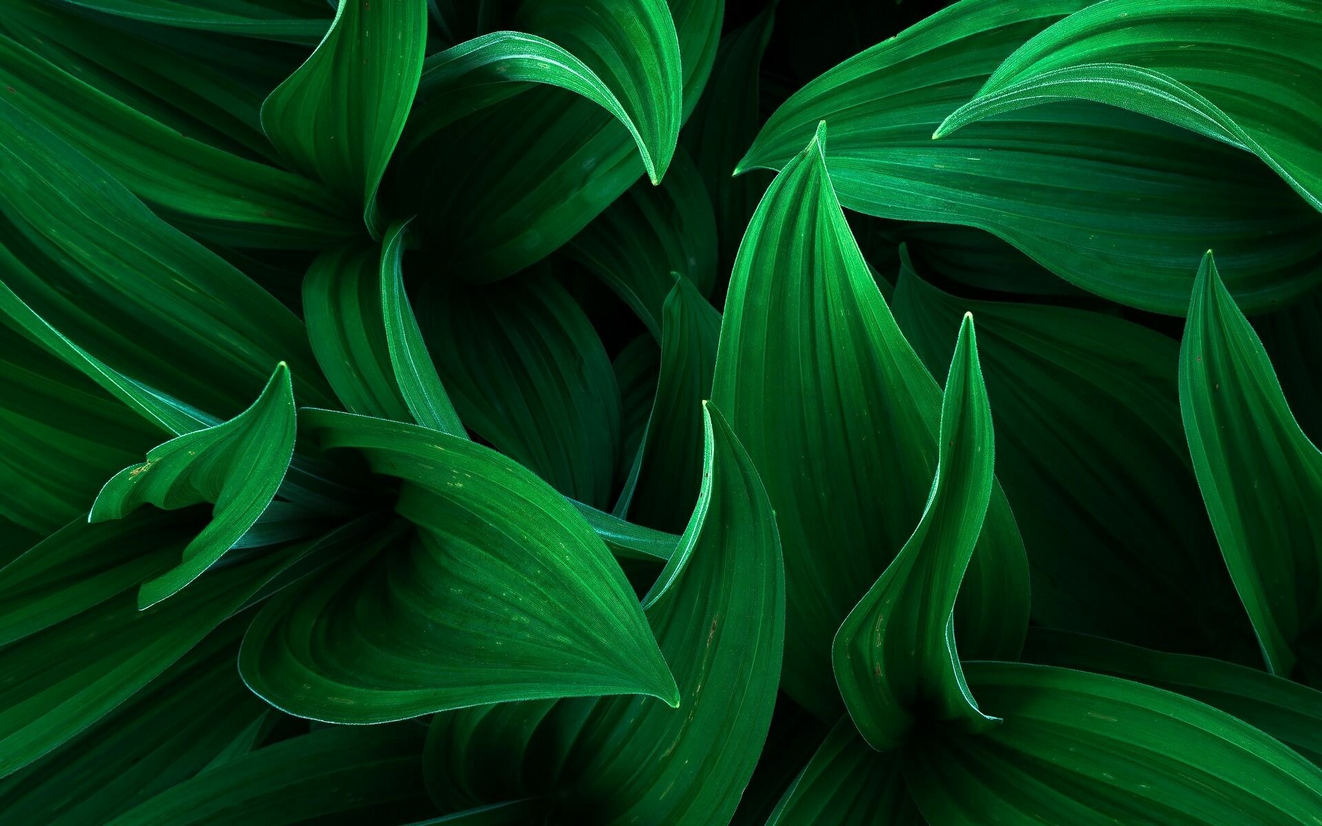 3D leaves wallpapers, Immersive art, 1920x1200 HD Desktop