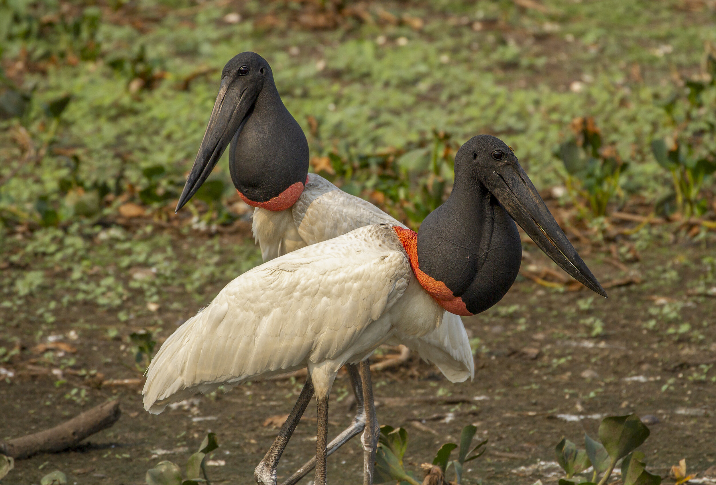 Birding Brazil, Wildlife Travel, Photography Blog, Biodiversity, 2500x1700 HD Desktop