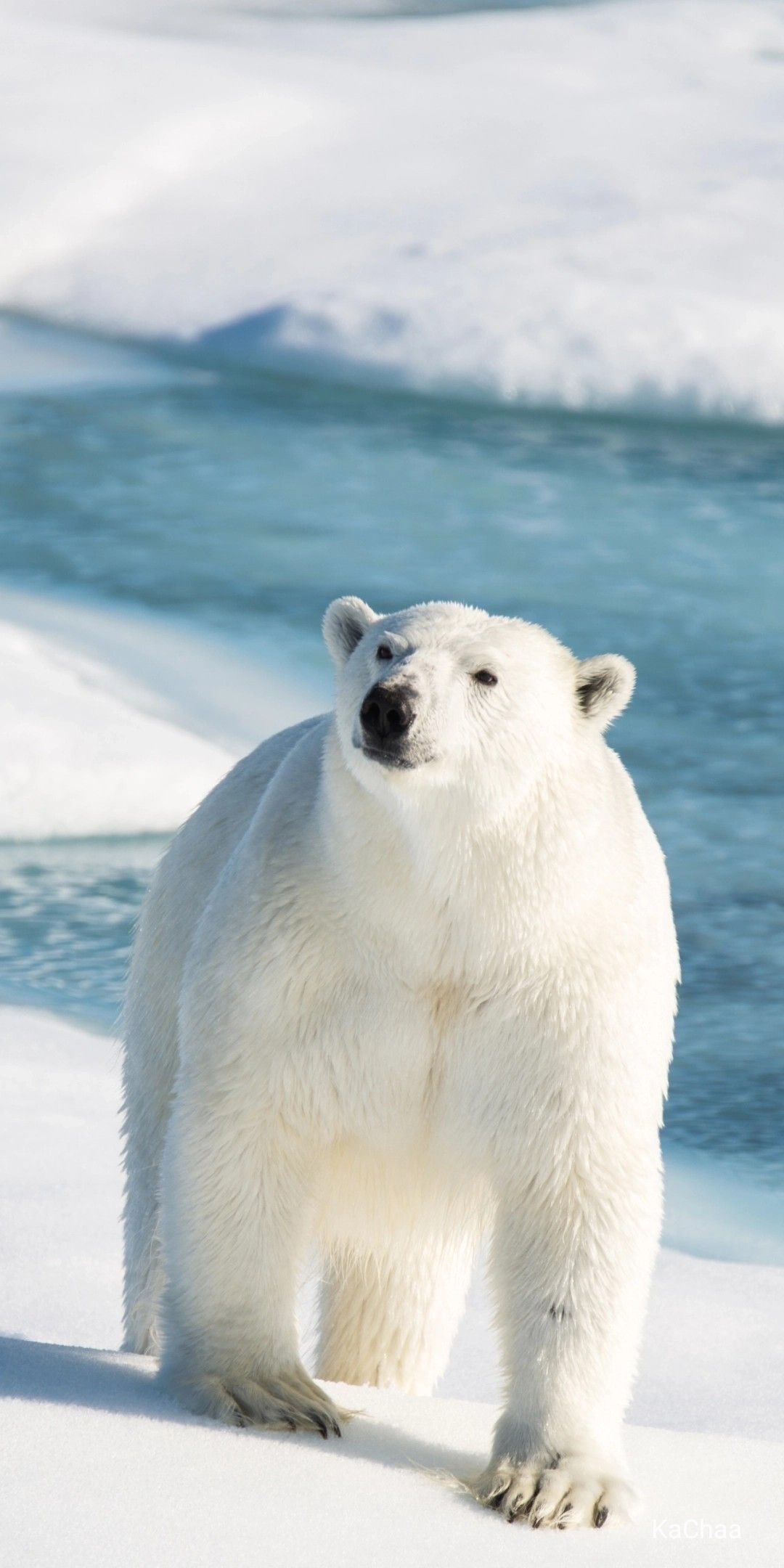 Meaningful polar bear wallpaper, Inspiring design, Symbolic representation, Deep significance, 1080x2160 HD Phone