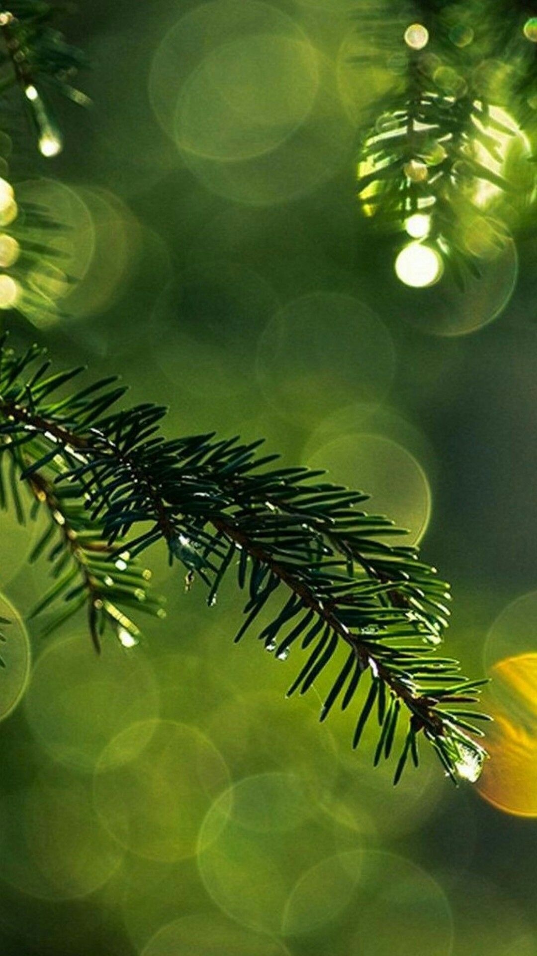 Spruce wallpaper, iPhone 6 wallpaper, Nature wallpaper, 1080x1920 Full HD Phone