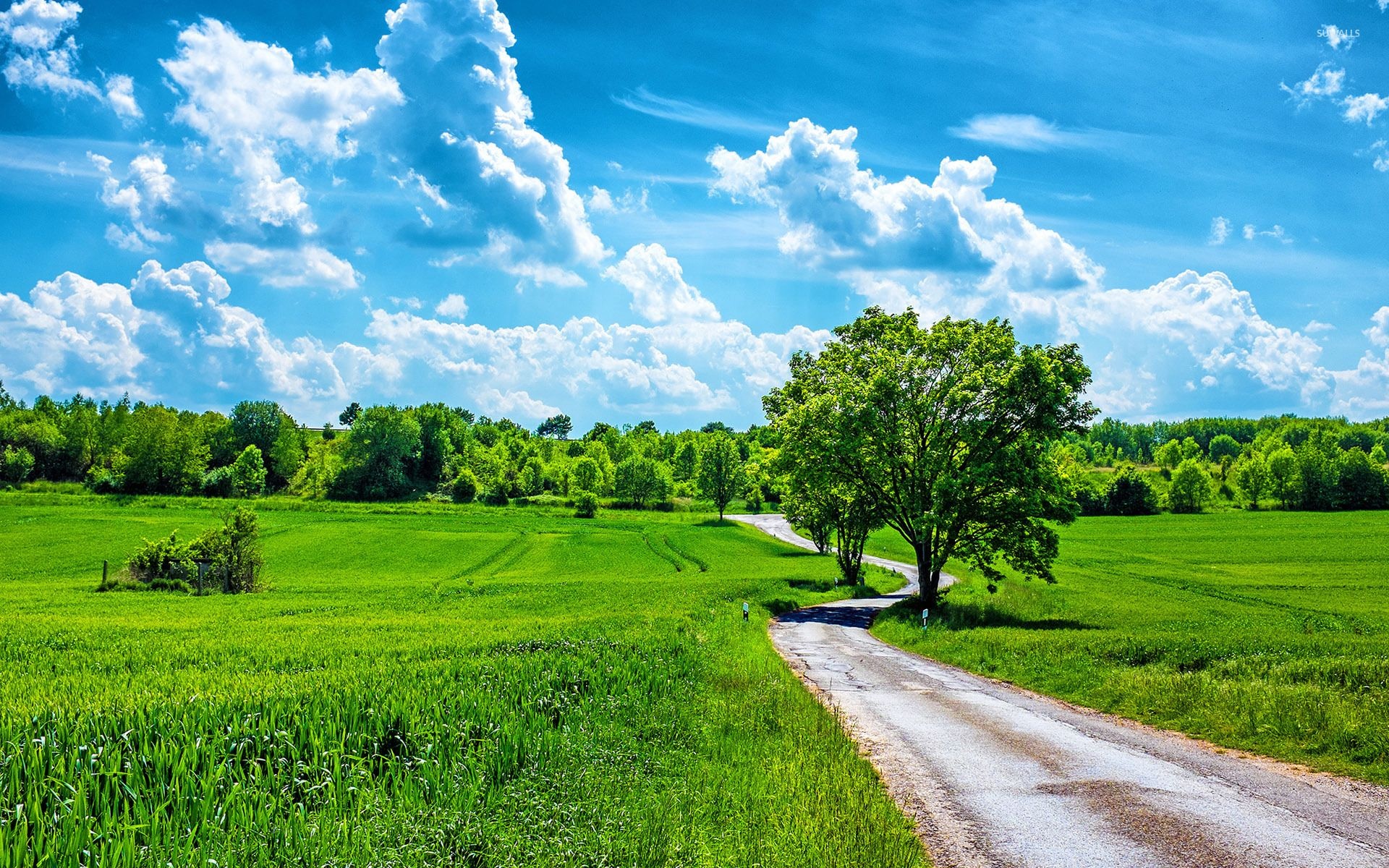 winding asphalt country road, leafy green roadside tree, fluffy white cumulus clouds, HD Desktop wallpaper