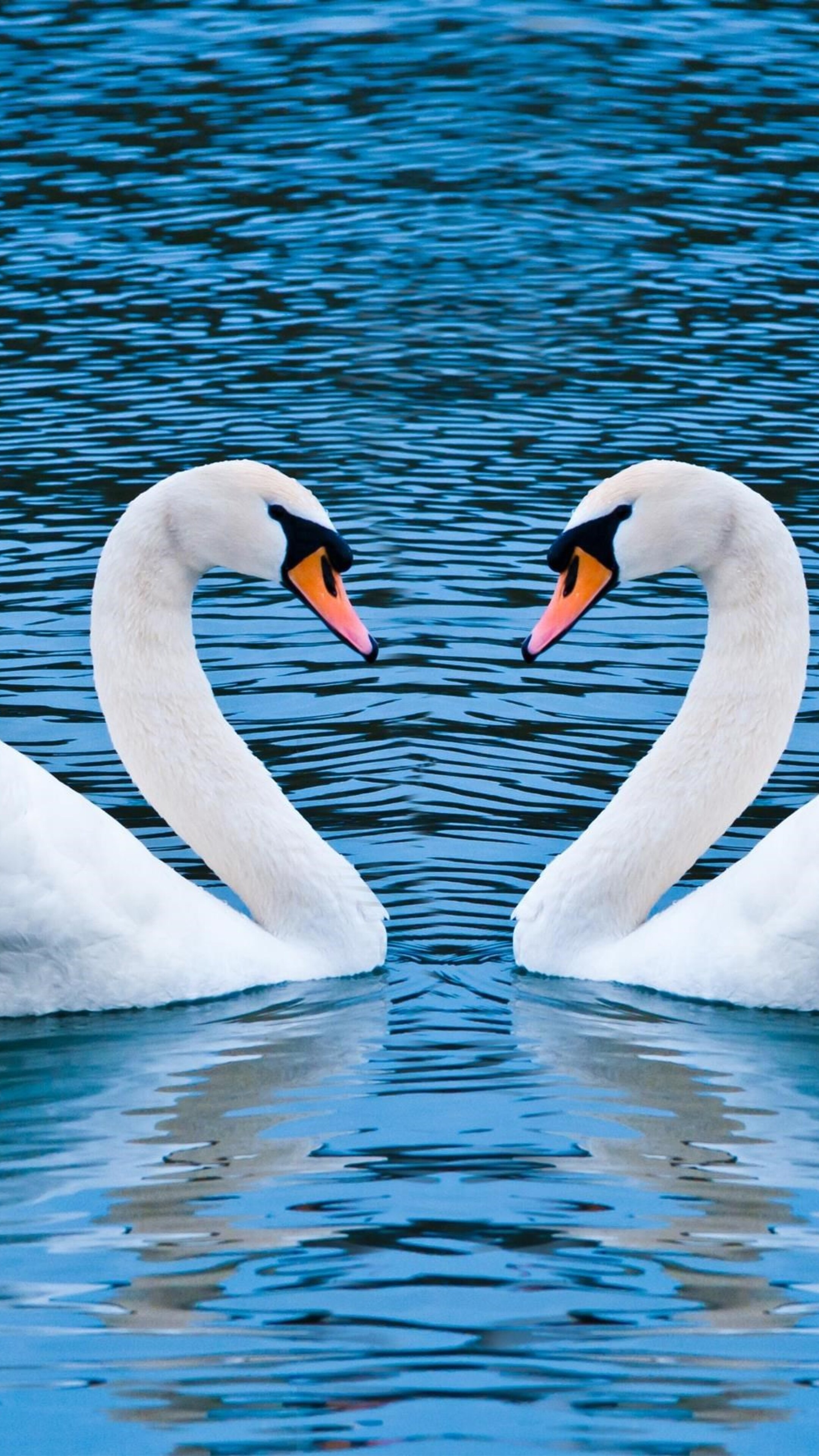 Swan love birds, Xperia X XZ, Z5 Premium HD, HD 4K, 2160x3840 4K Phone