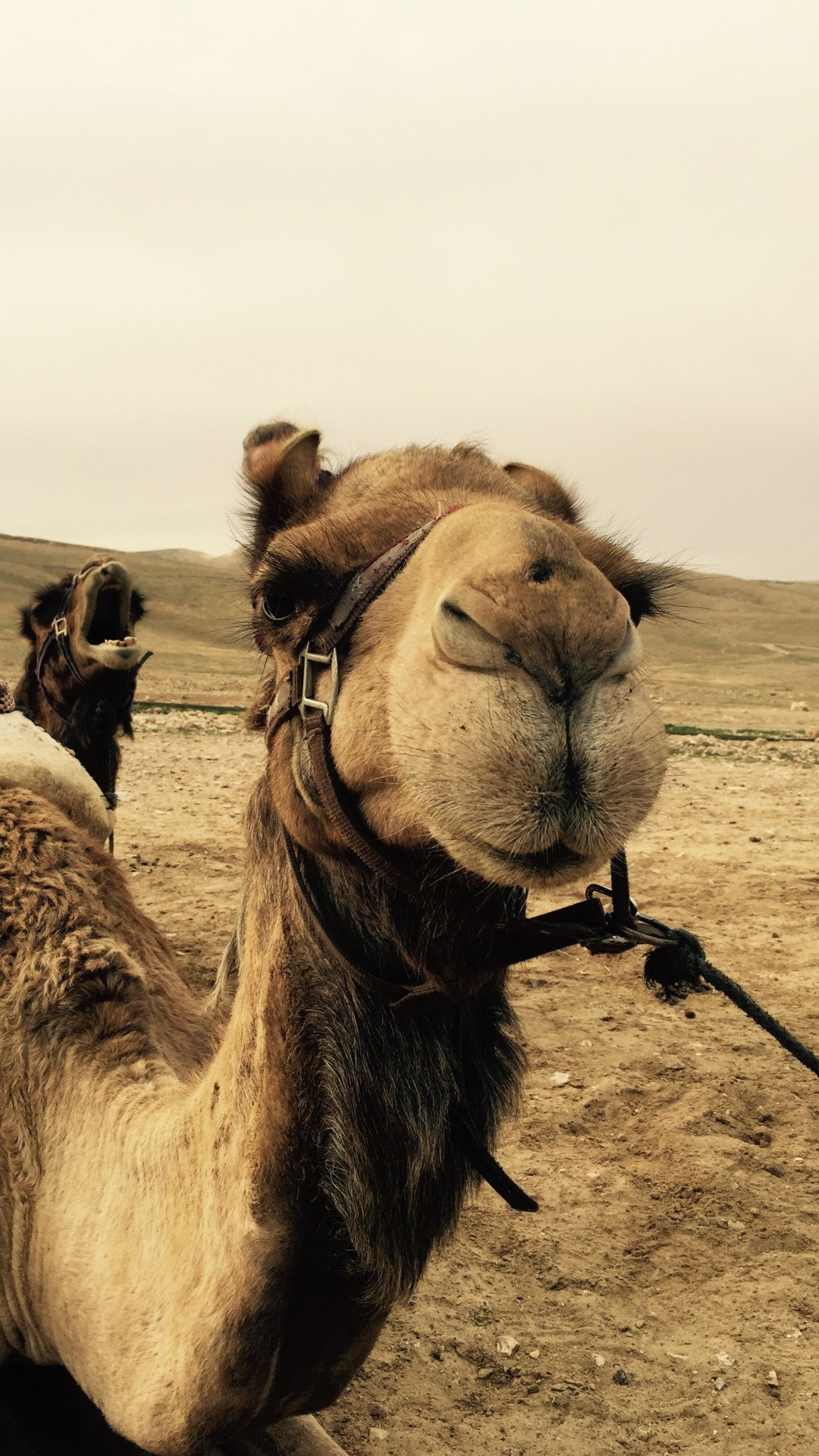 Close-up view, Muzzle details, Xperia z wallpaper, Desert exploration, 1080x1920 Full HD Phone