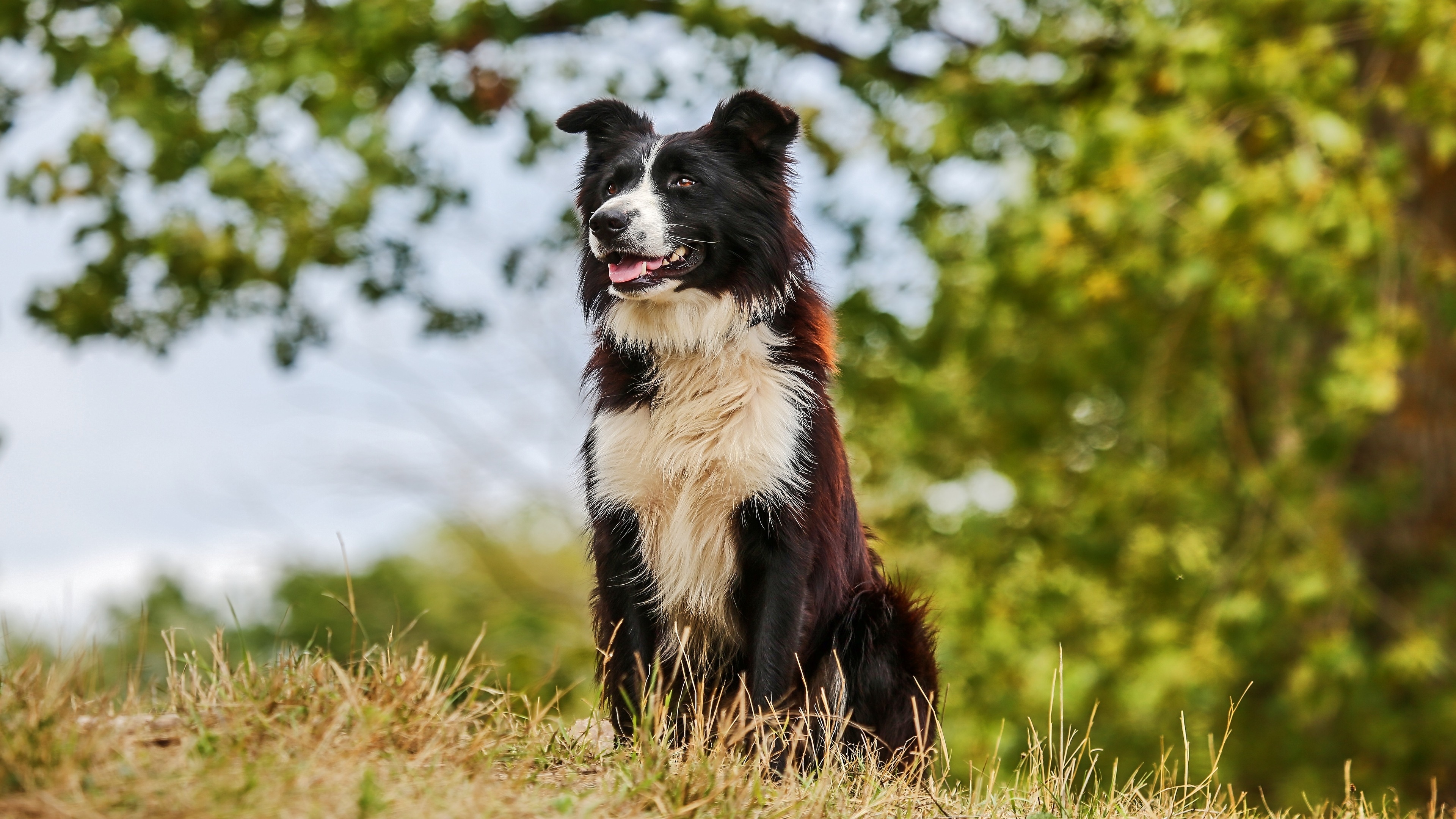 4K dog wallpapers, Stunning canine visuals, HD Collie wallpaper, Dog lover's delight, 3840x2160 4K Desktop