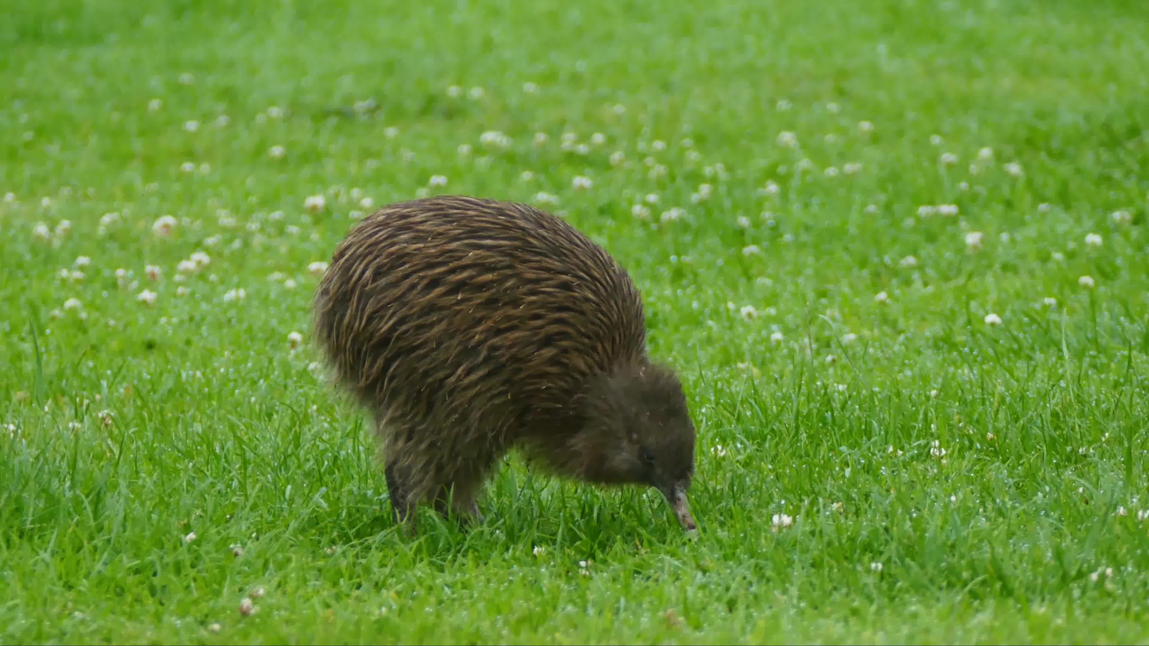 Kiwi (Bird) Wallpapers (22 images) - WallpaperCat