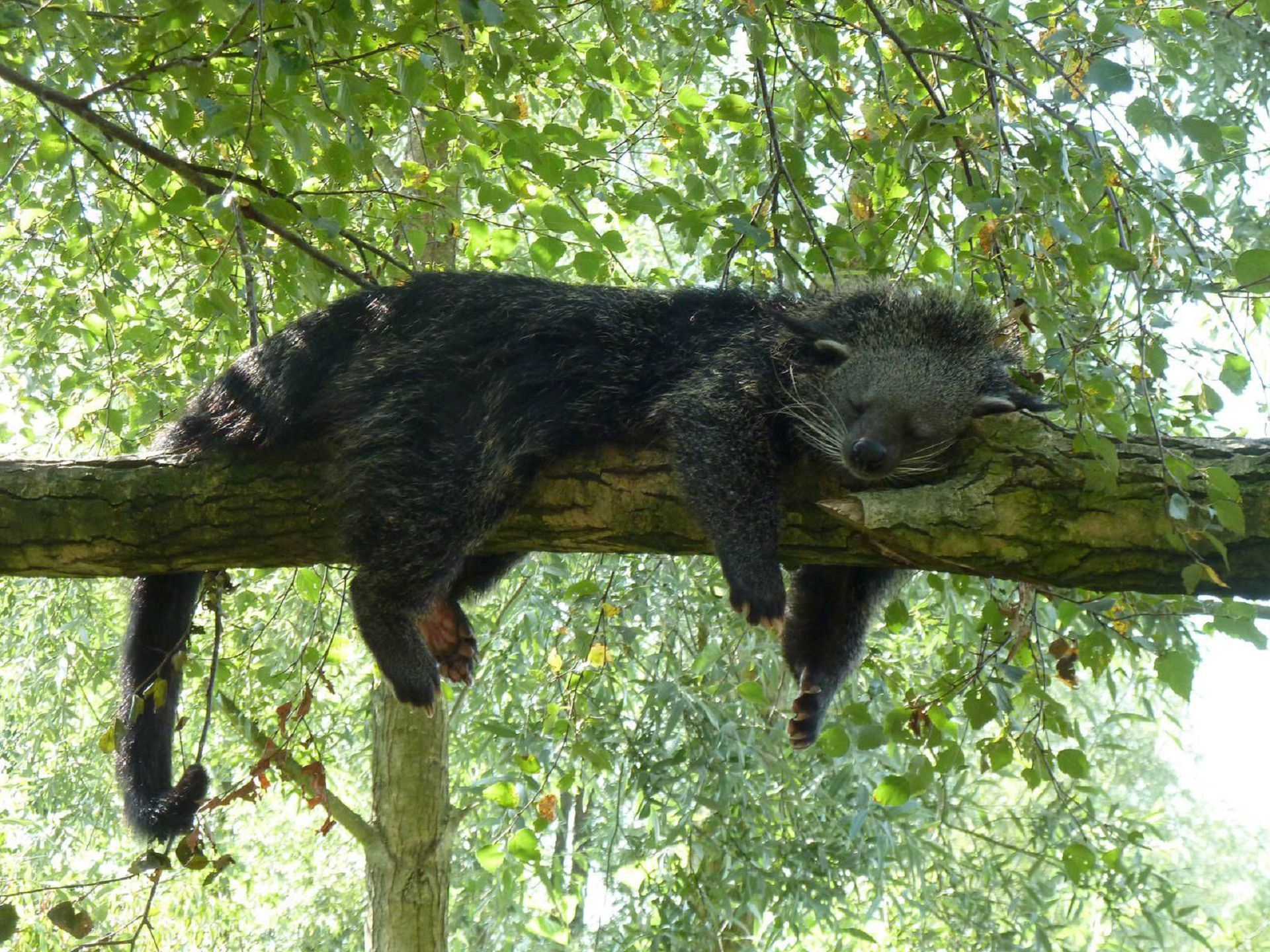 Binturong phone wallpapers, Desktop backgrounds, Picture photos, 1920x1440 HD Desktop