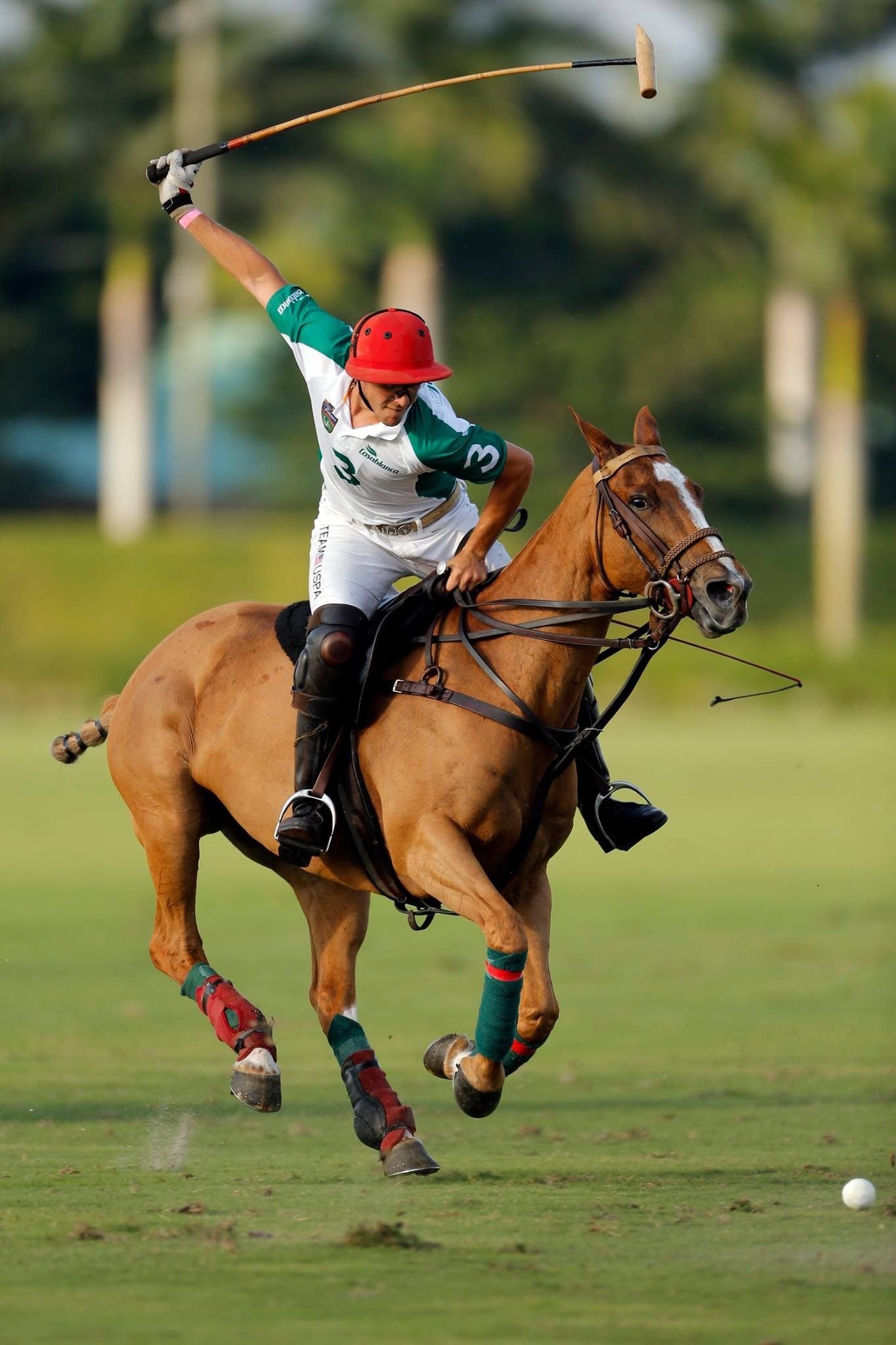 Polo & Hasses, Polo horse inspiration, Sport of kings, 1370x2050 HD Phone