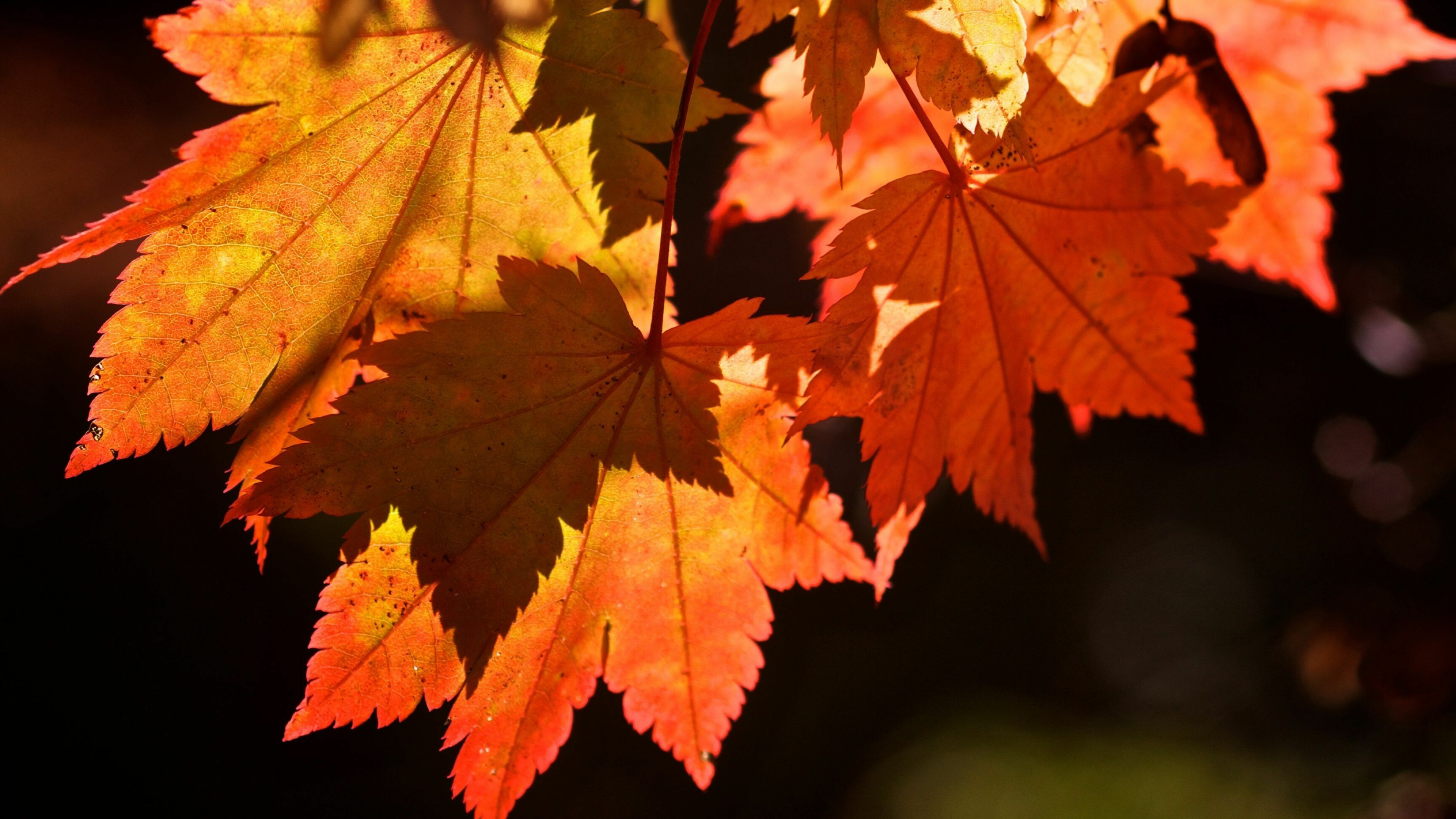 Autumn leaves HD wallpapers, Top free, 3840x2160 4K Desktop