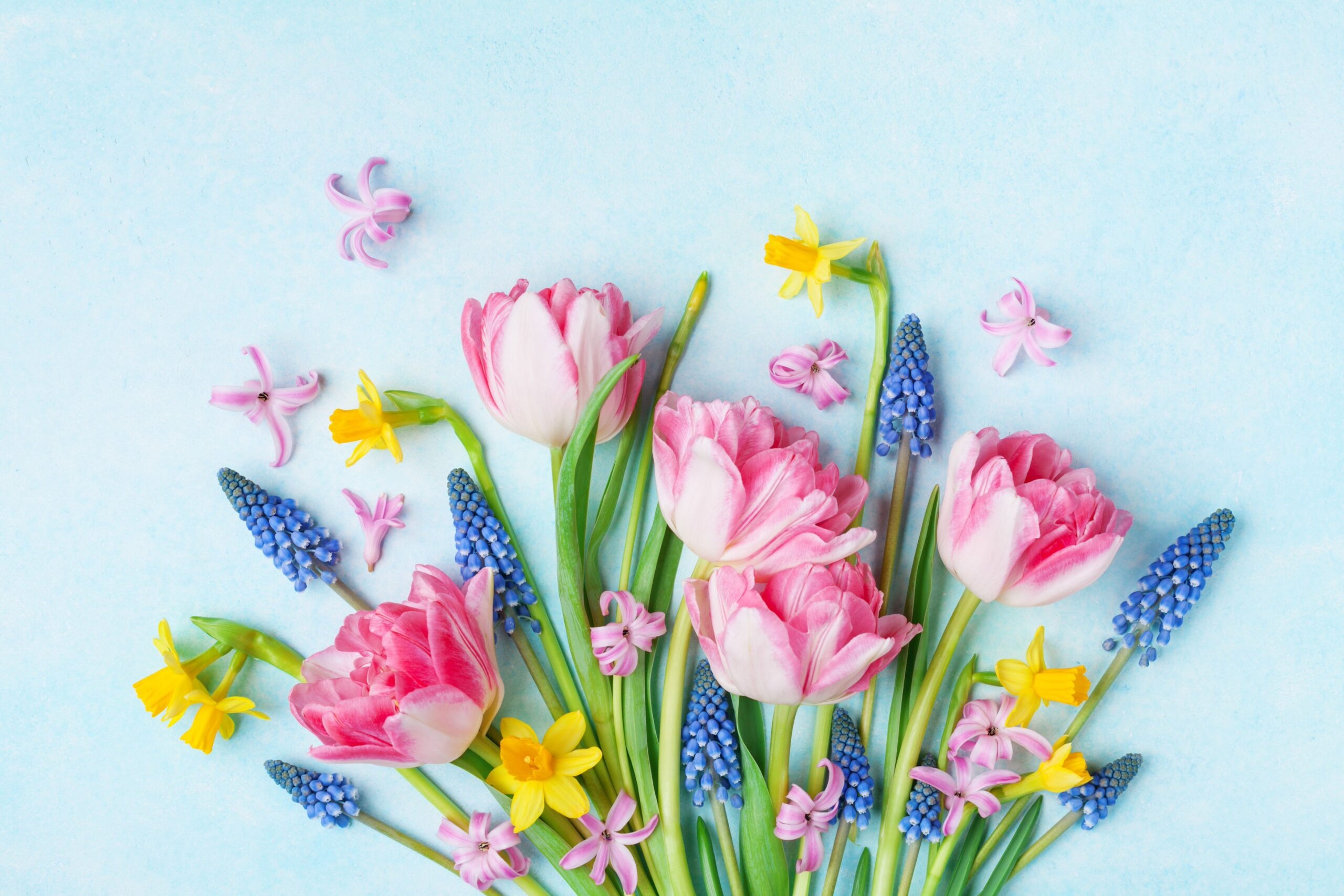 pink double tulips, blue grape hyacinths, yellow miniature daffodils, pink hyacinth florets, HD Desktop wallpaper