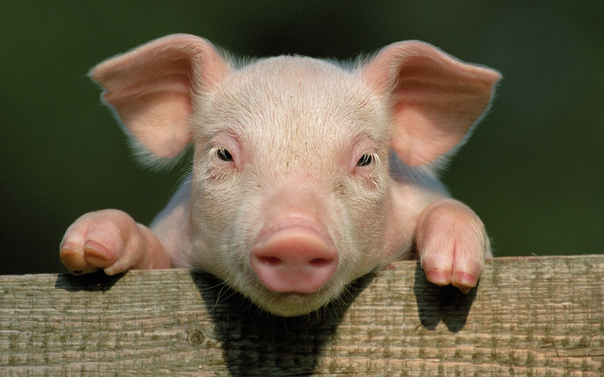 Pig wallpaper beauty, Farm animal charm, Adorable snouts, Playful oinks, 1920x1200 HD Desktop