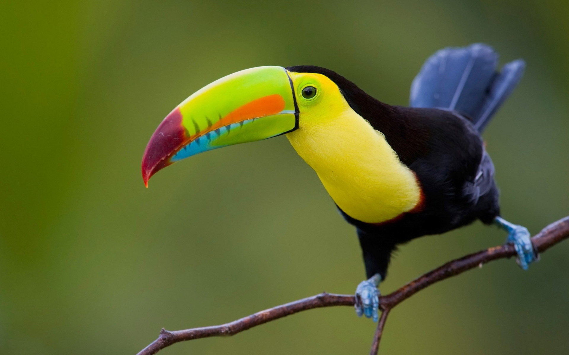 HD toucan wallpapers, Beautiful bird, Desktop showcase, Nature's masterpiece, 1920x1200 HD Desktop