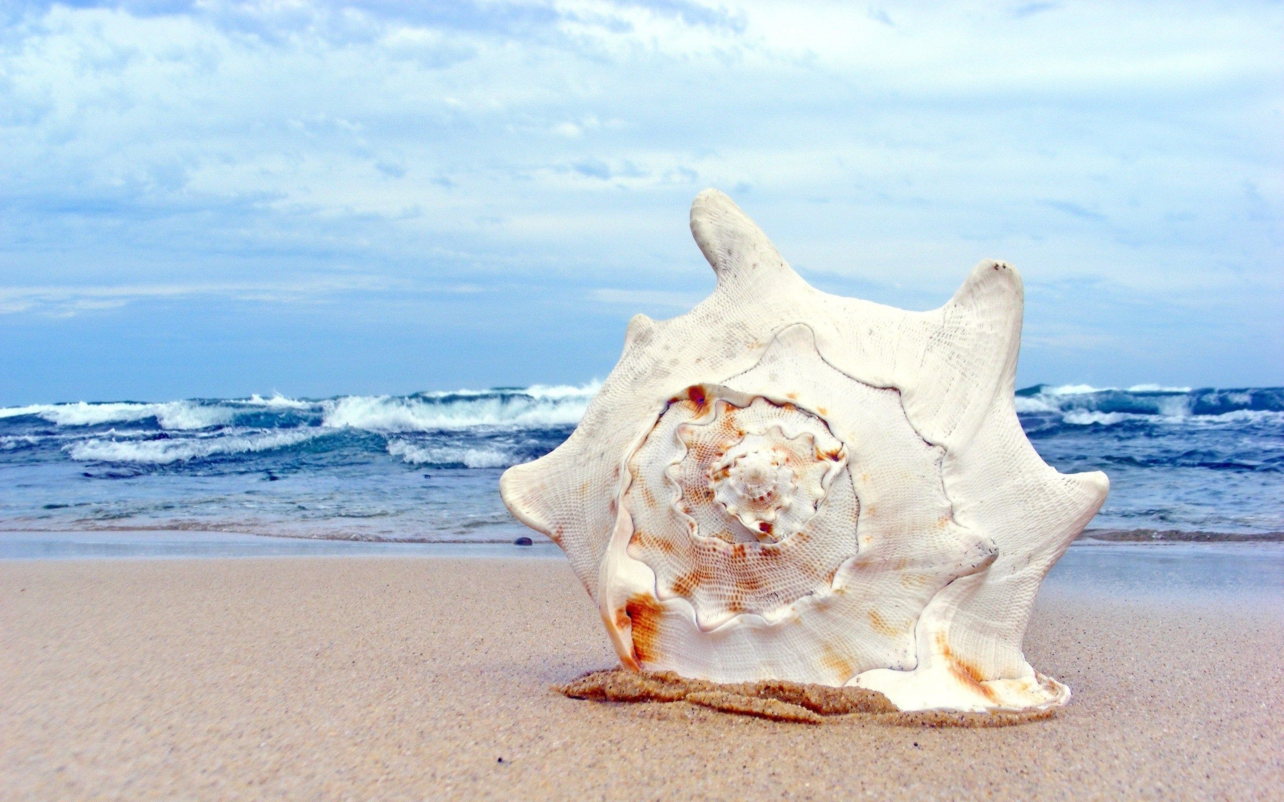 Horned helmet, Sea Shell Wallpaper, 2560x1600 HD Desktop