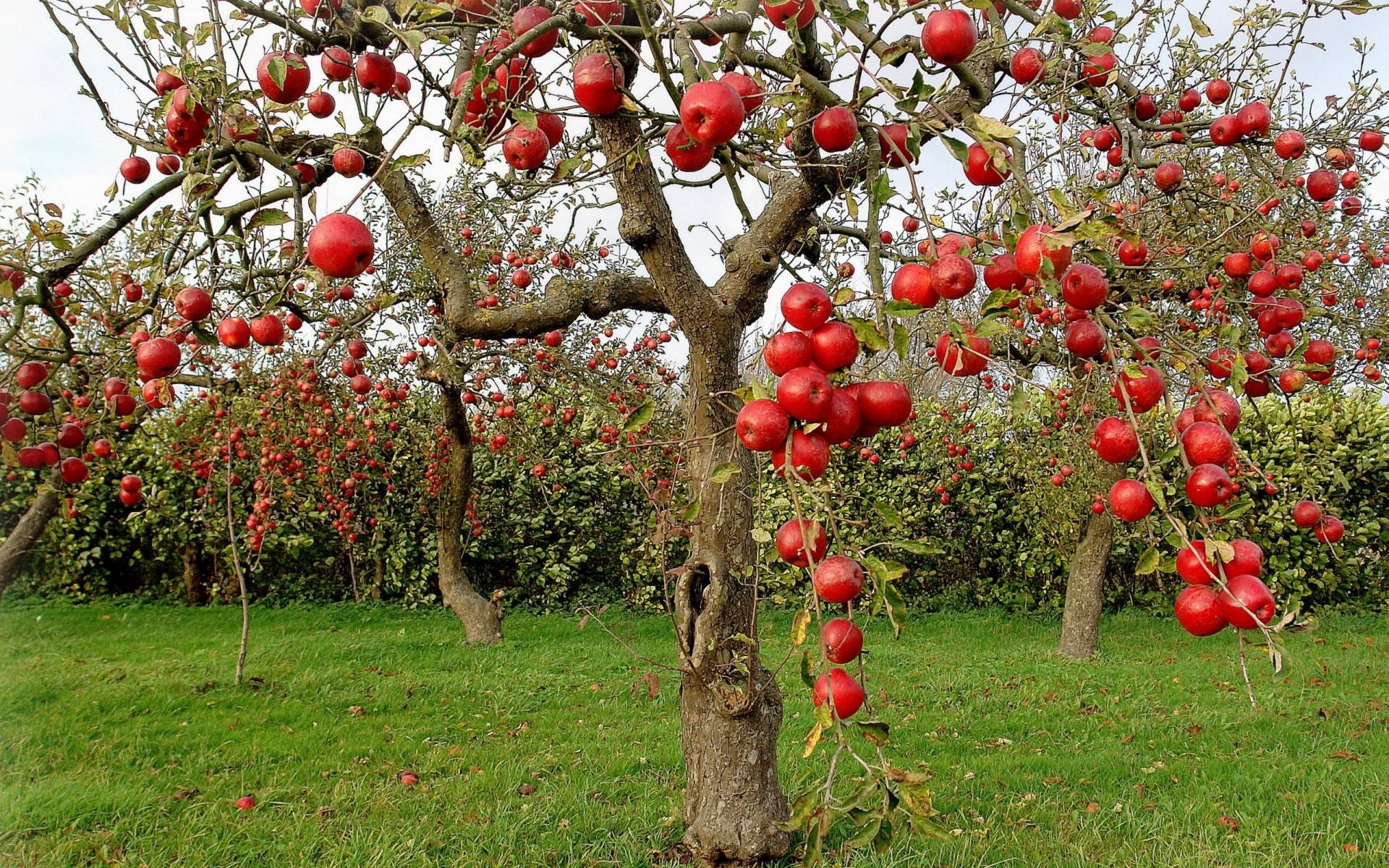 Apple Tree, Apple tree wallpapers, Backgrounds, Free, 1920x1200 HD Desktop