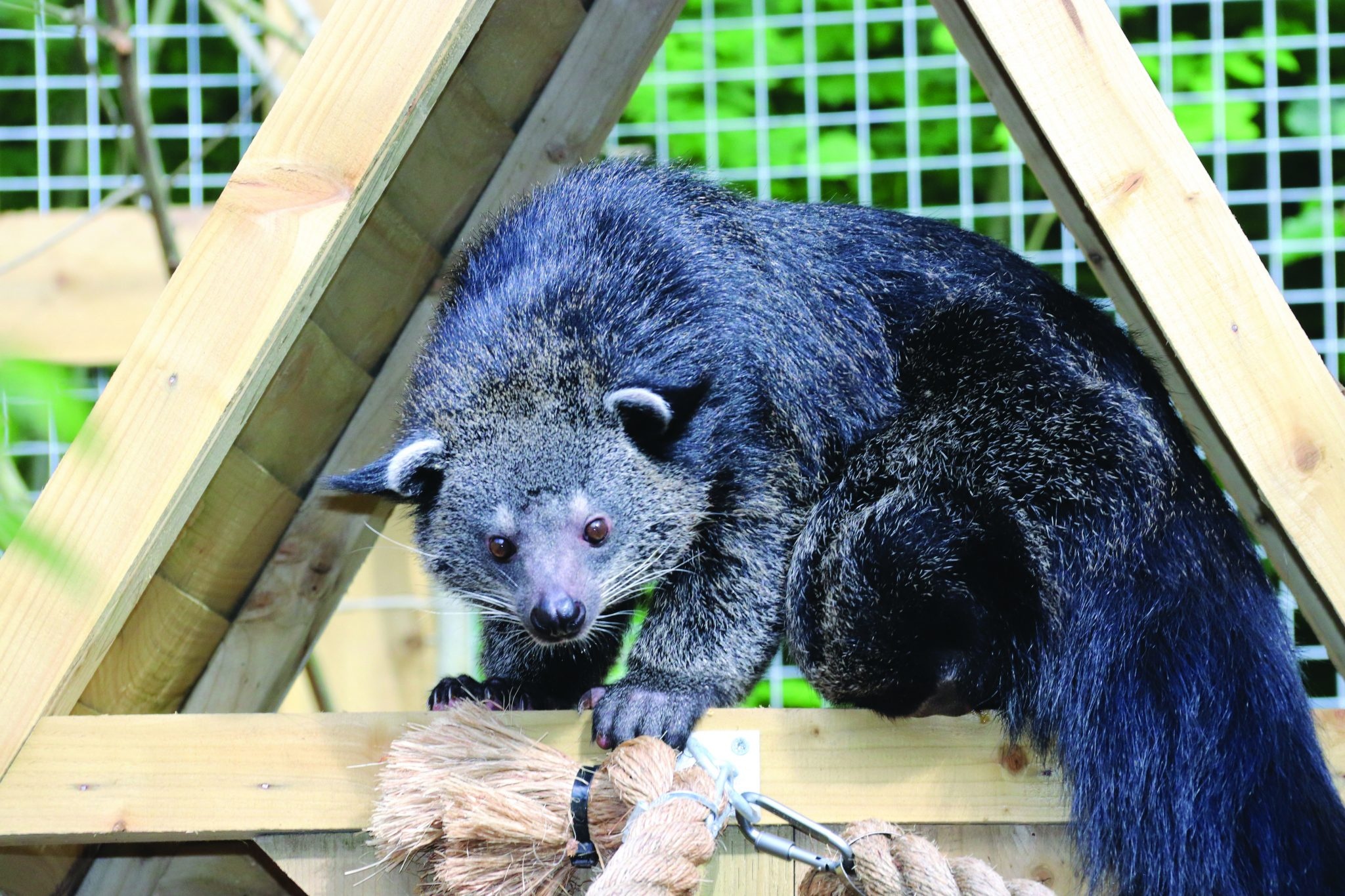 Elliot the Binturong, Dudley Zoo and Castle, 2050x1370 HD Desktop