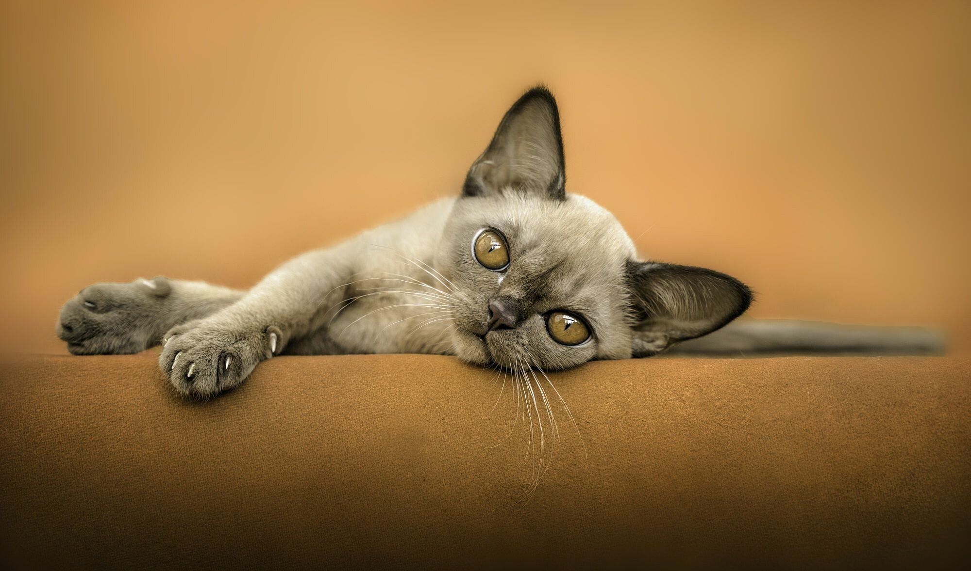 Si Rex, Devon Rex Wallpaper, 2000x1180 HD Desktop