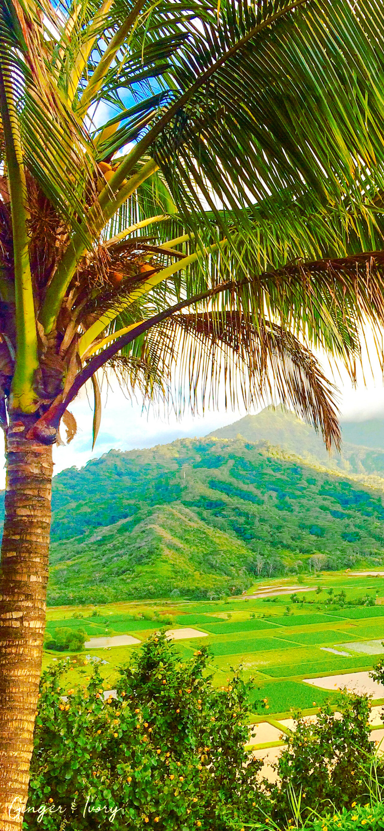 Taro Fields, Kauai Wallpaper, 1250x2690 HD Phone