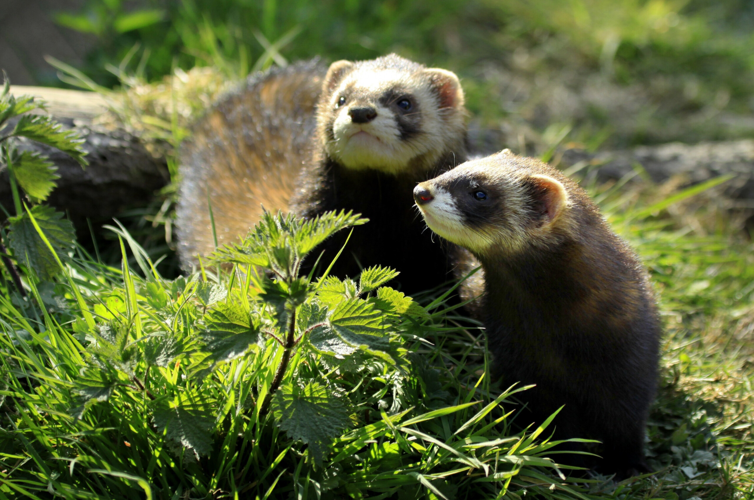 Desktop animal wallpapers, Ferret images, High resolution, Wallpaper variety, 2560x1700 HD Desktop