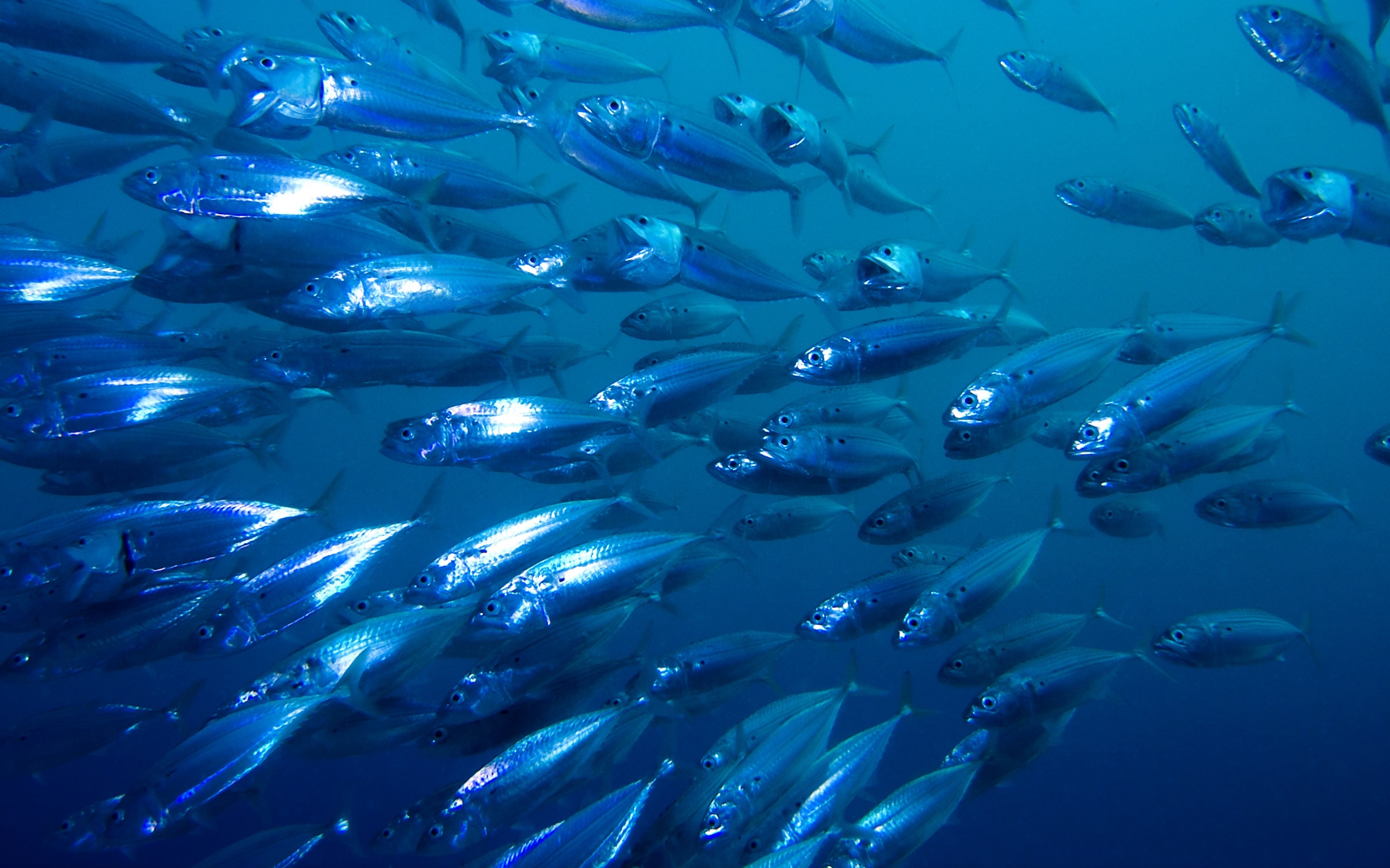 School of mackerel, Open-mouthed filter feeding, Deep blue water, HD Desktop wallpaper