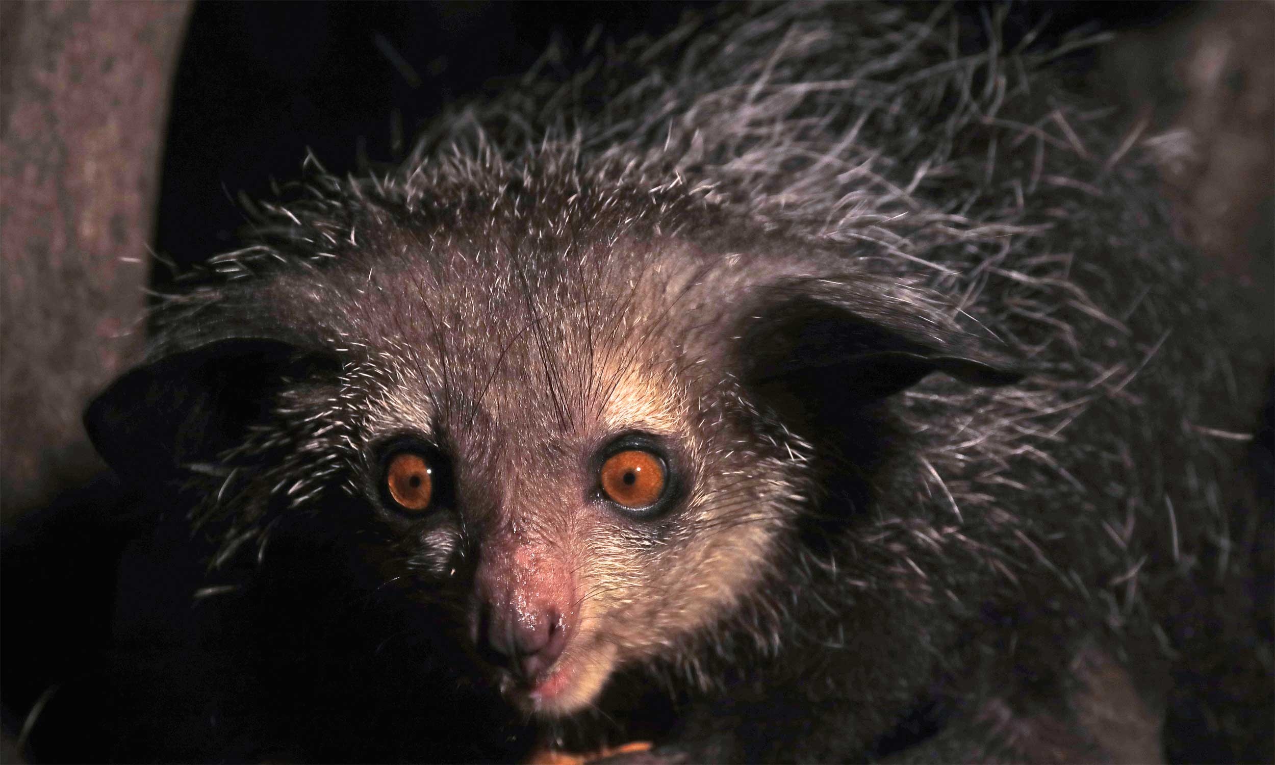 Quest for the Aye Aye, Exploring Masoala, Undiscovered rainforest tours, Biodiversity adventure, 2500x1500 HD Desktop