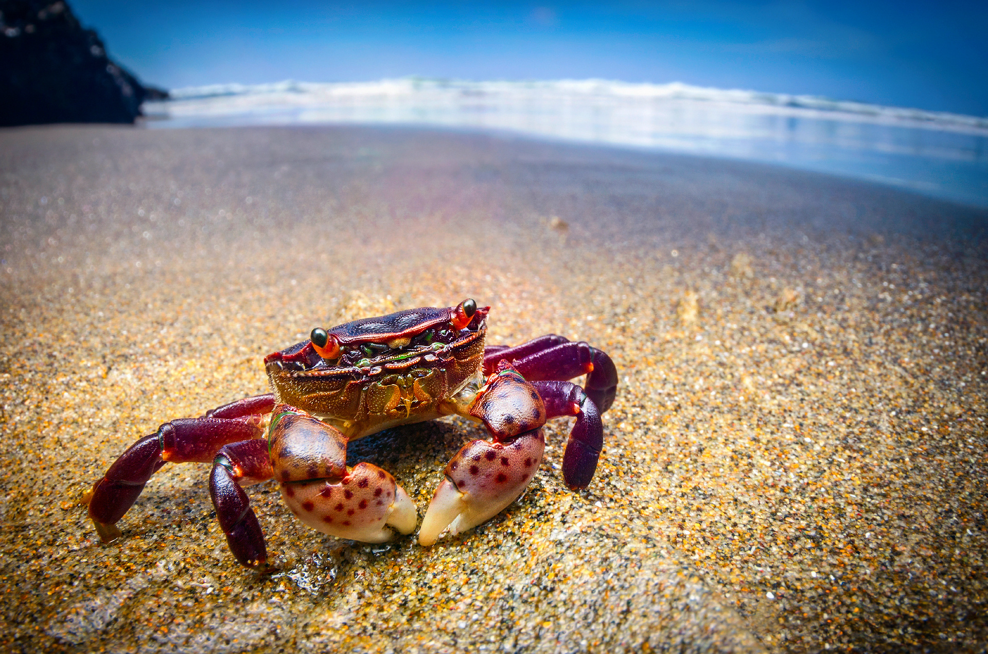 Beach crab wallpaper, Coastal charm, Seaside vibes, Nature's beauty, 1920x1280 HD Desktop