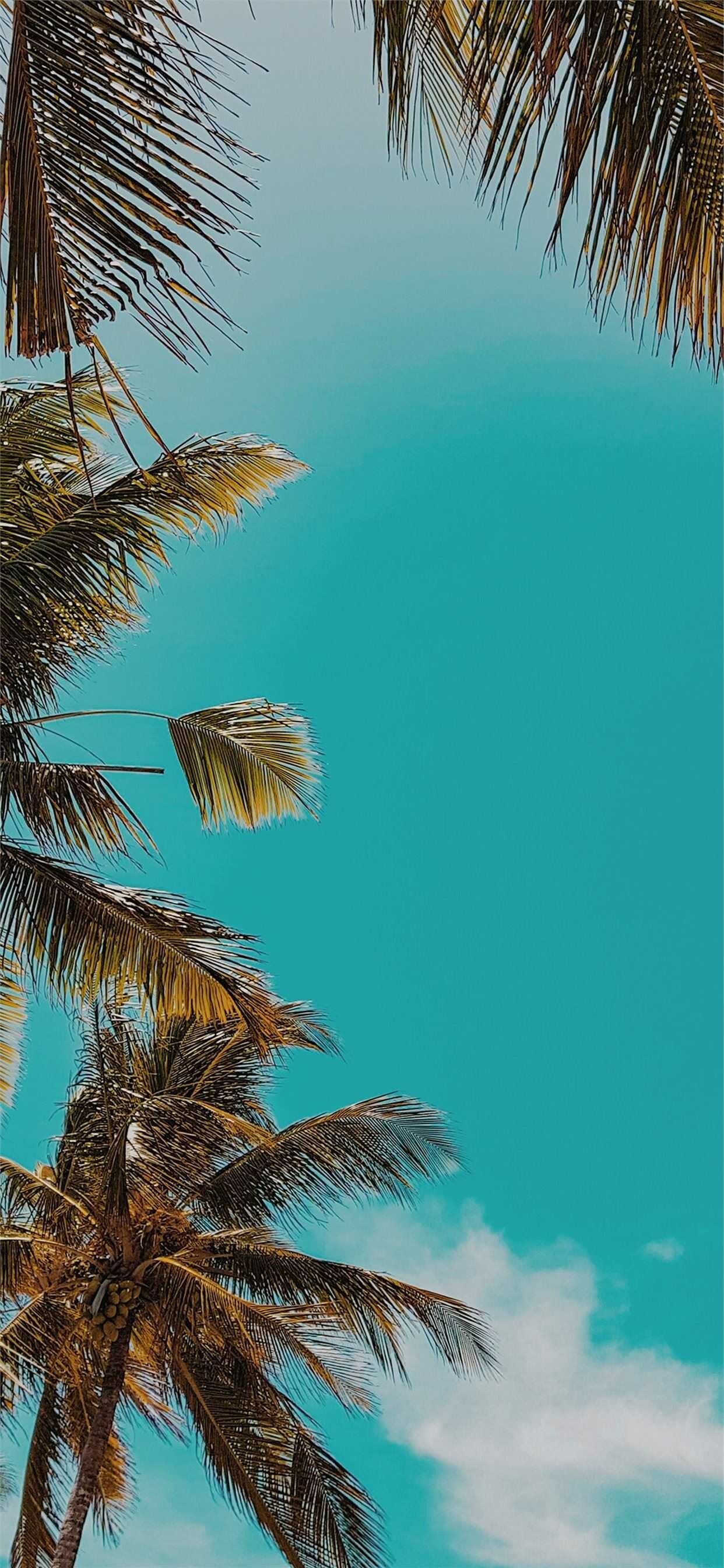 Sunset beach waves, Tropical palm trees, Blooming flowers, Vibrant summer colors, 1250x2690 HD Phone