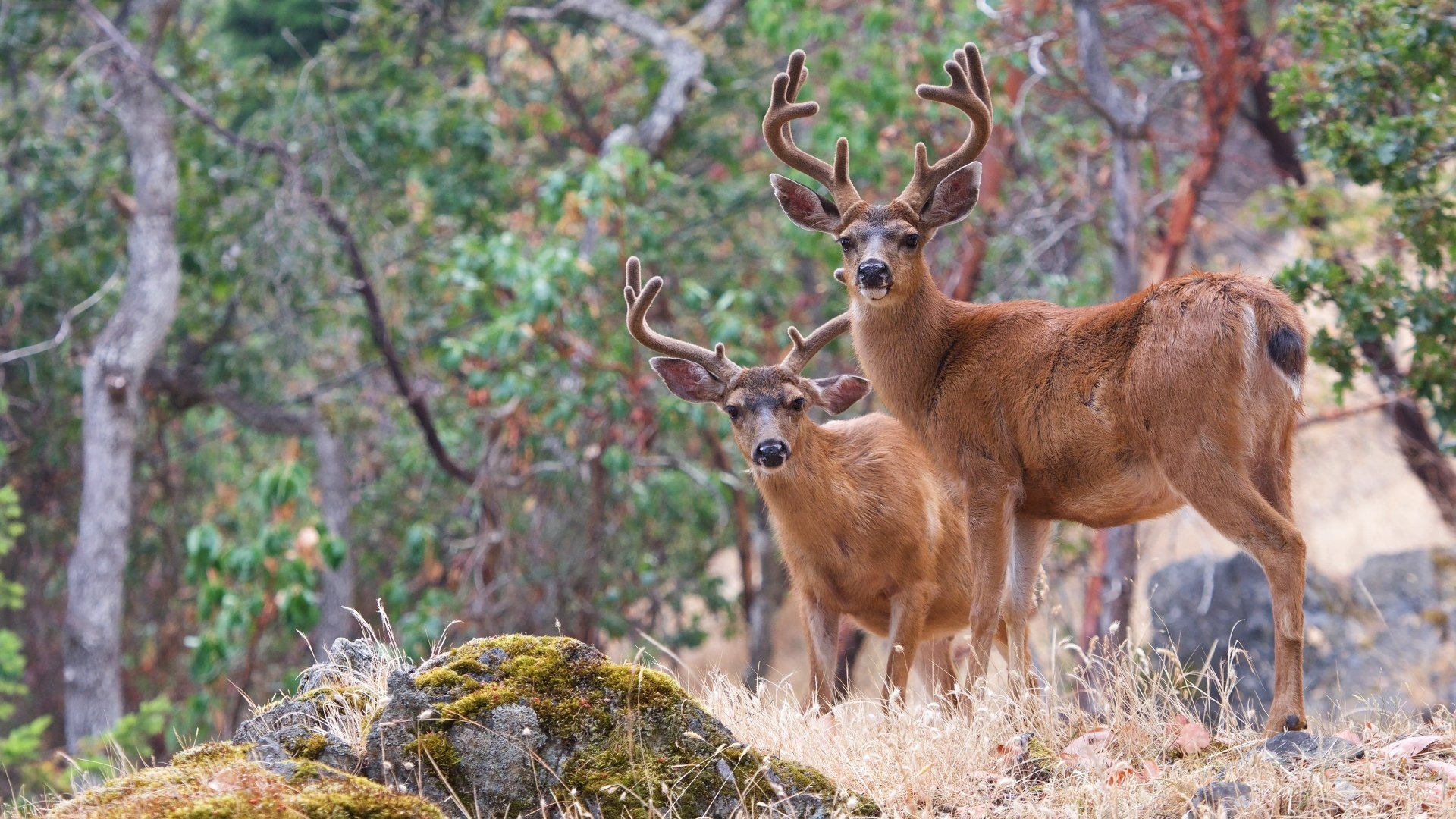 Texas Hill Country, Deer, Ultra HD wallpaper, 1920x1080 Full HD Desktop