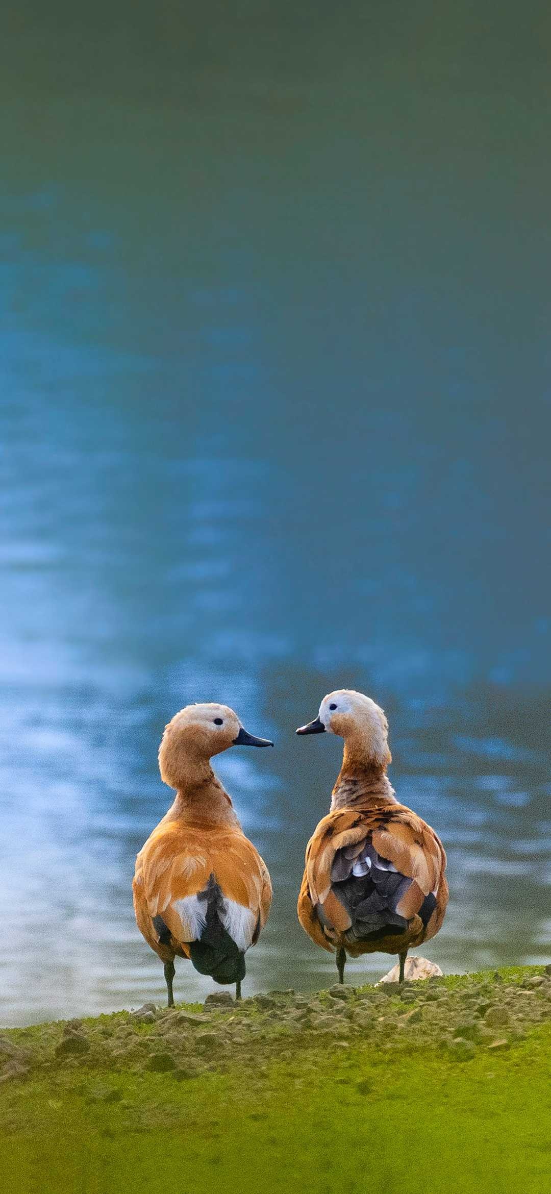 Tadorna ferruginea, Ducks Wallpaper, 1080x2340 HD Phone