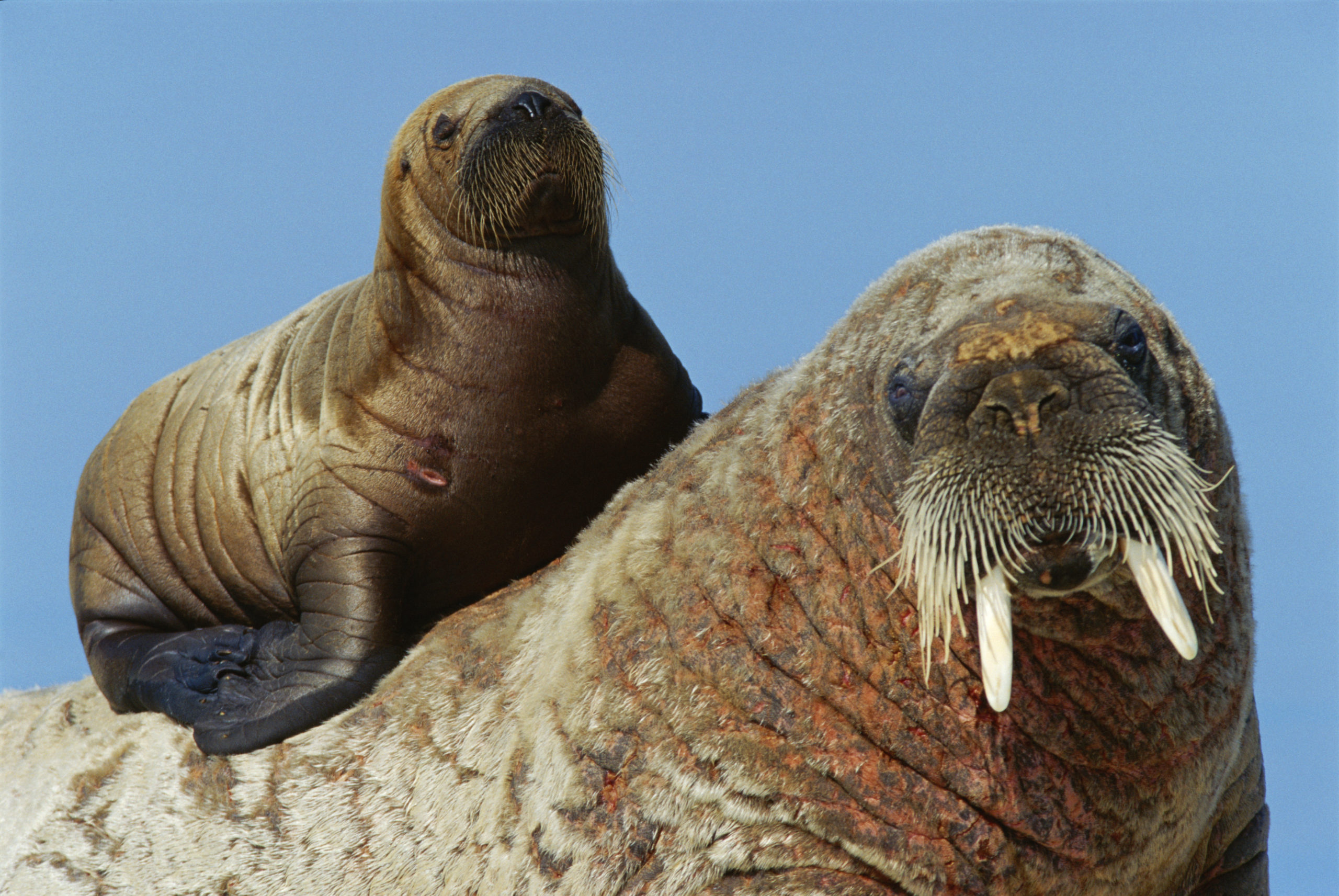 Space walrus, Antarctic research, Animal spotting, Mass survey, 2560x1720 HD Desktop