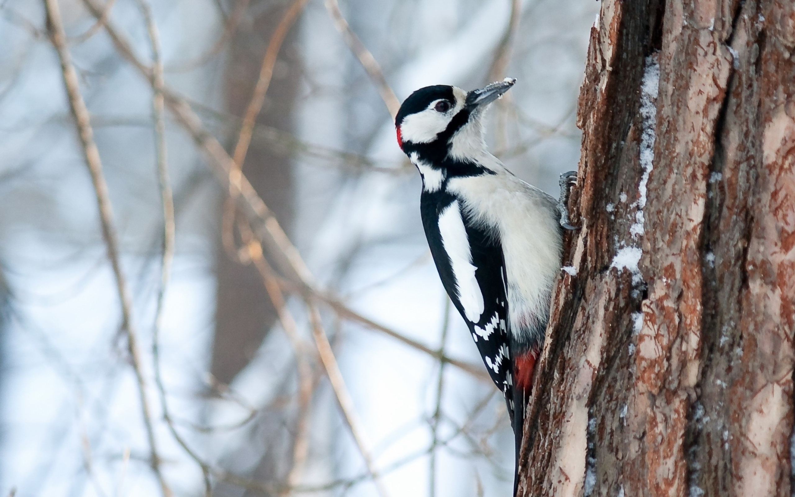 Woodpecker wallpapers, Visual delight, Nature's artwork, Desktop beauty, 2560x1600 HD Desktop
