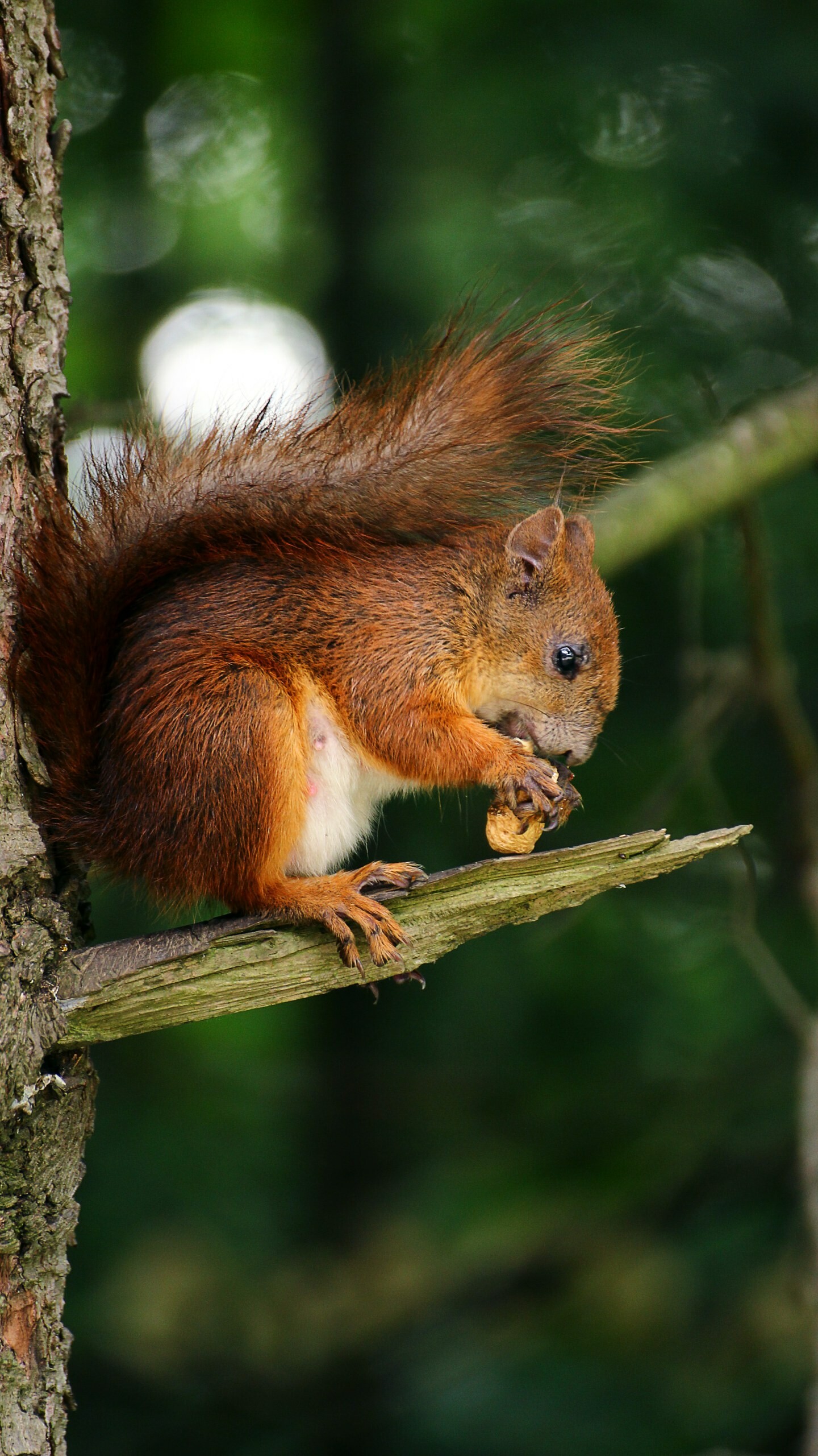 Brown squirrel on branch, Nut-eating animal, 1440x2560 HD Phone