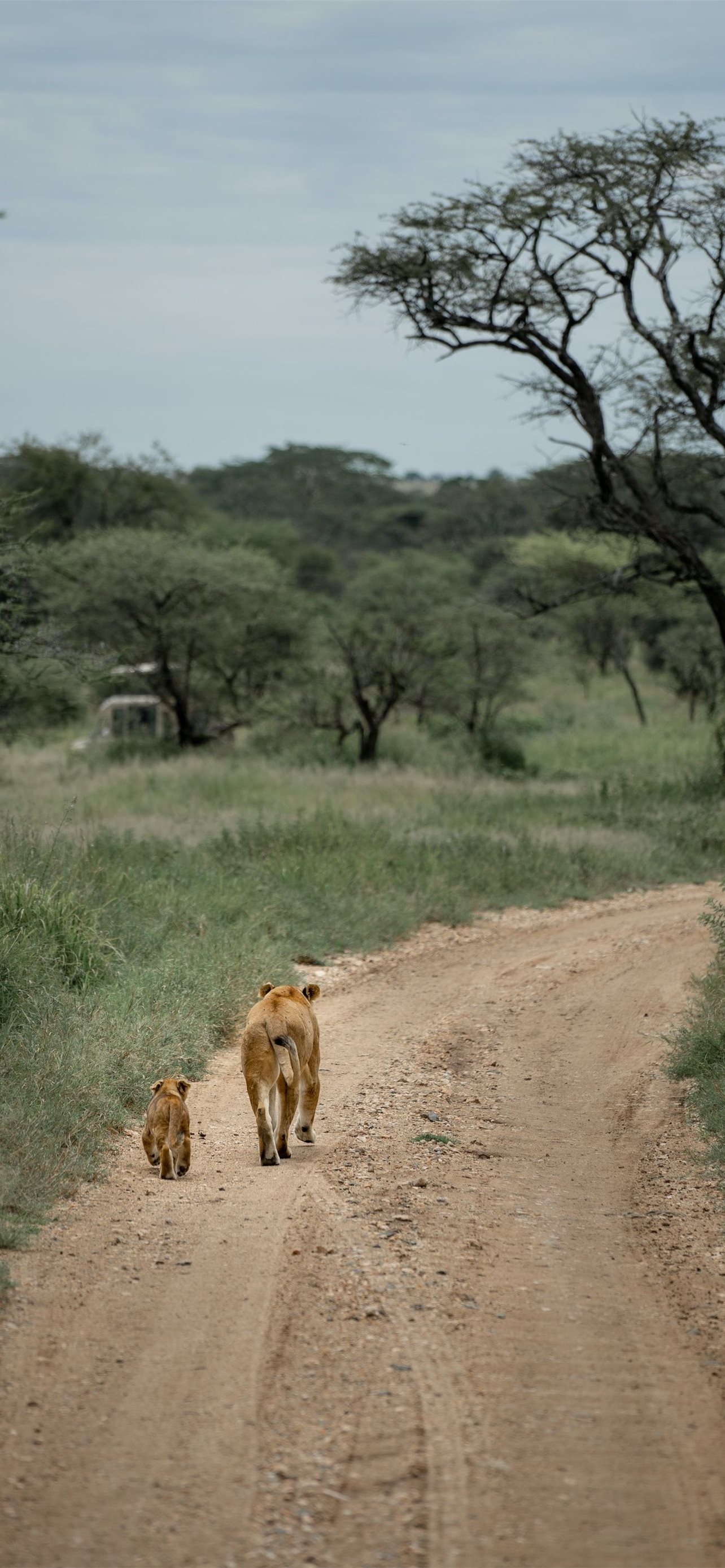 Tanzania, iPhone wallpapers, Stunning imagery, Phone customization, 1290x2780 HD Phone