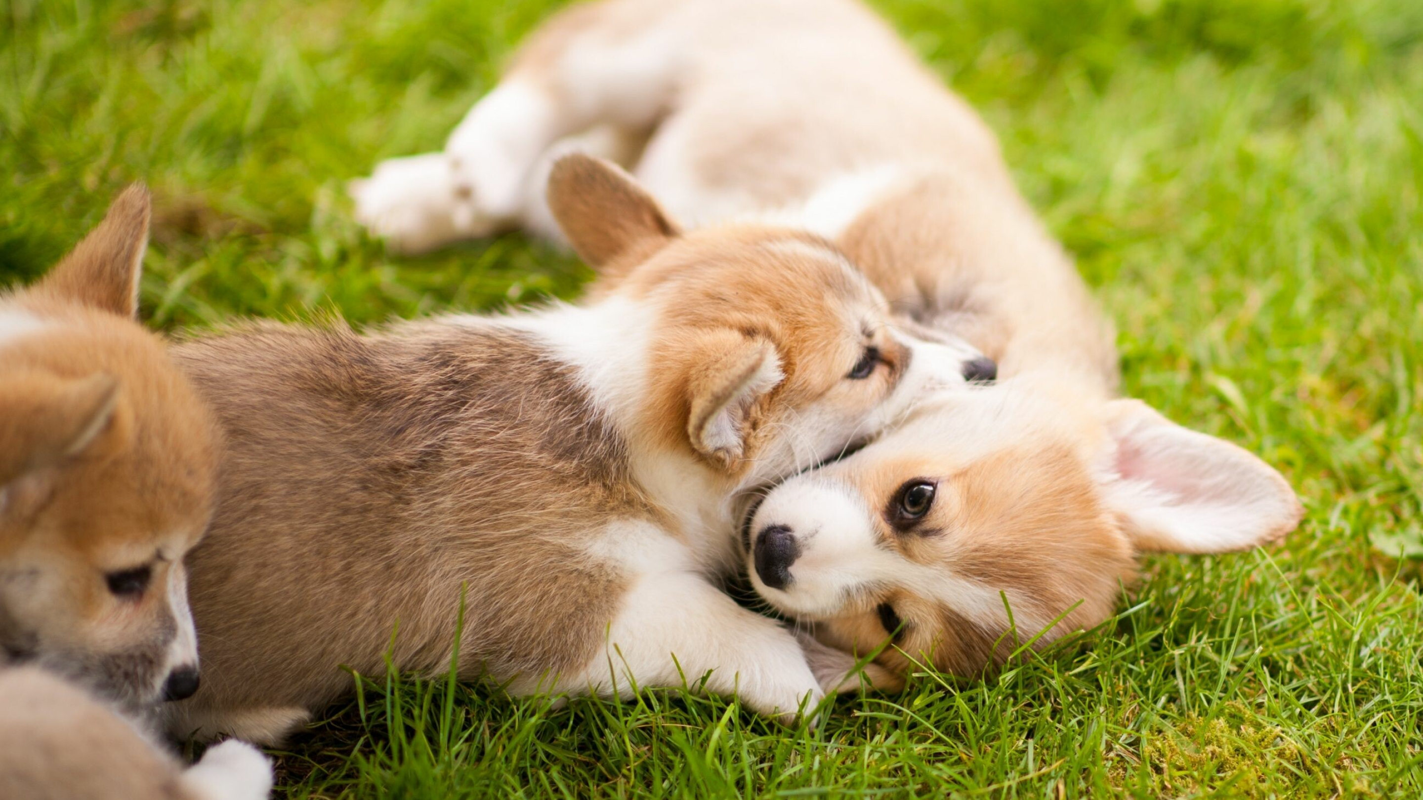 Corgi, Cute wallpapers, 2880x1620 HD Desktop