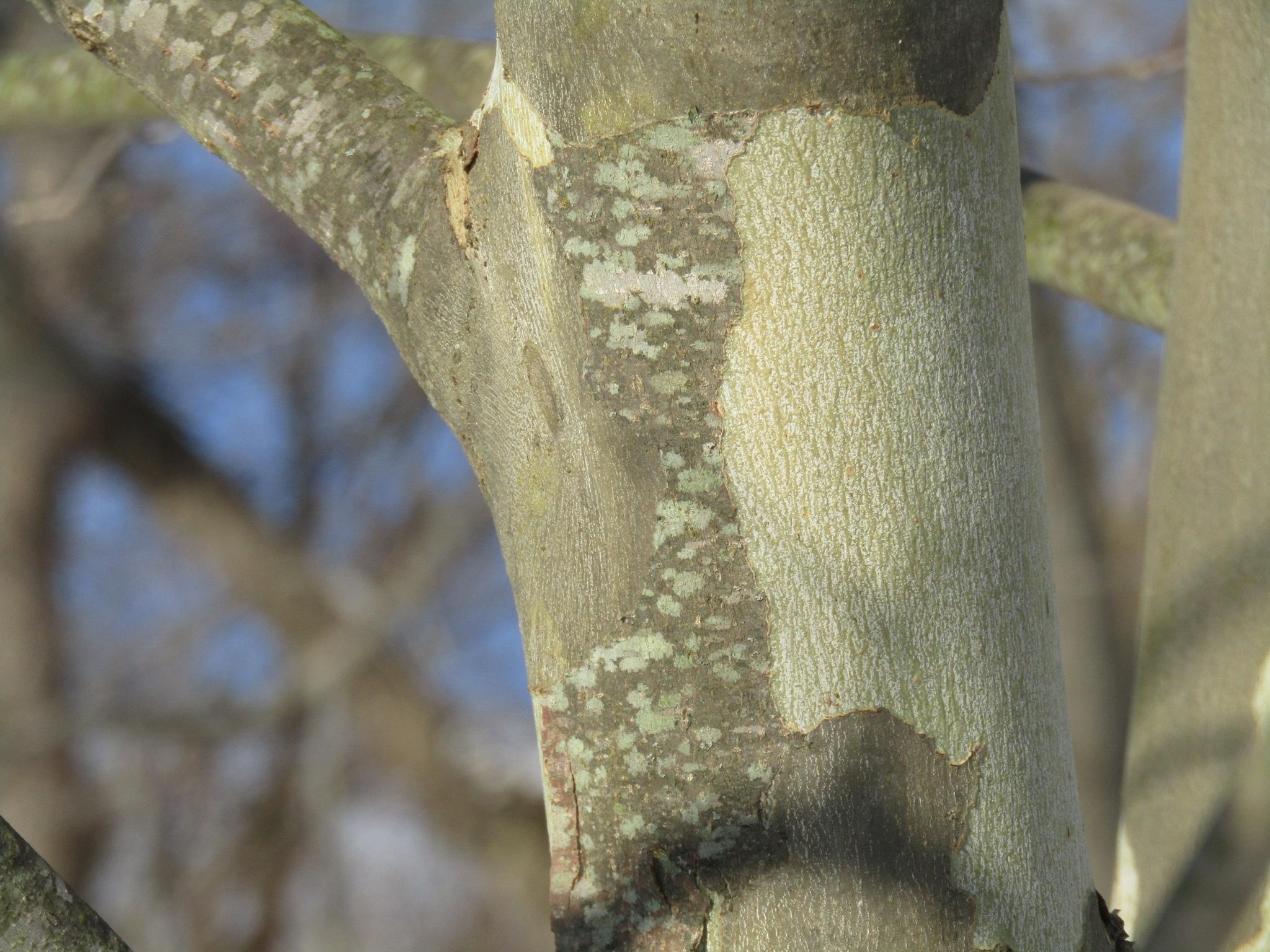 Crustose Lichens, Young Sycamore Tree, Rlichen, 2050x1540 HD Desktop