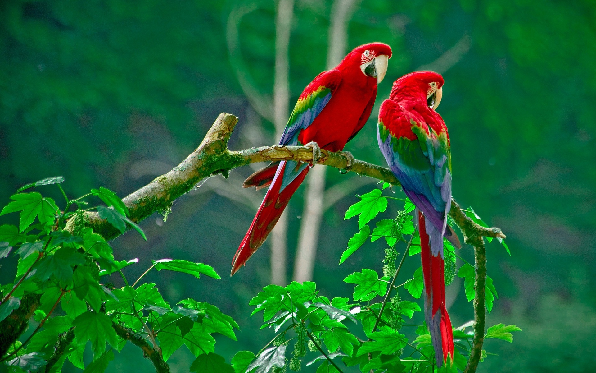 Free download pics, Love birds wallpaper, Desktop, Mobile, 1920x1200 HD Desktop