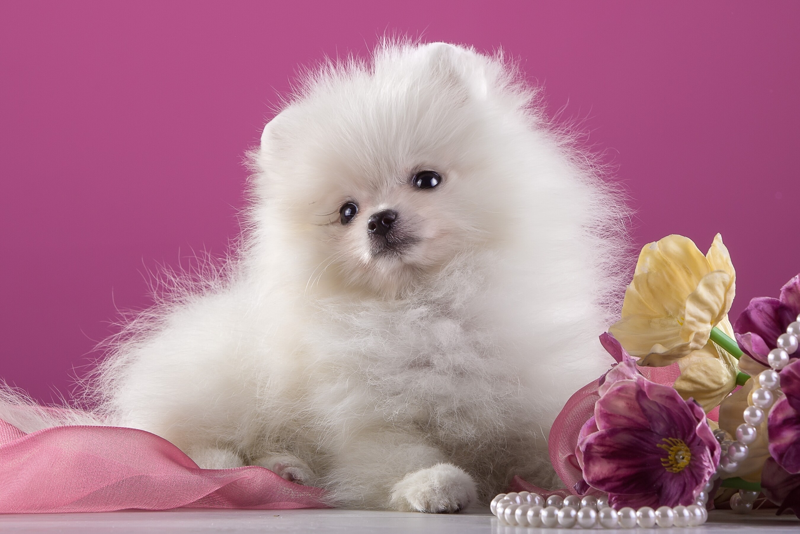 Puppy, Pomeranians Wallpaper, 2700x1810 HD Desktop