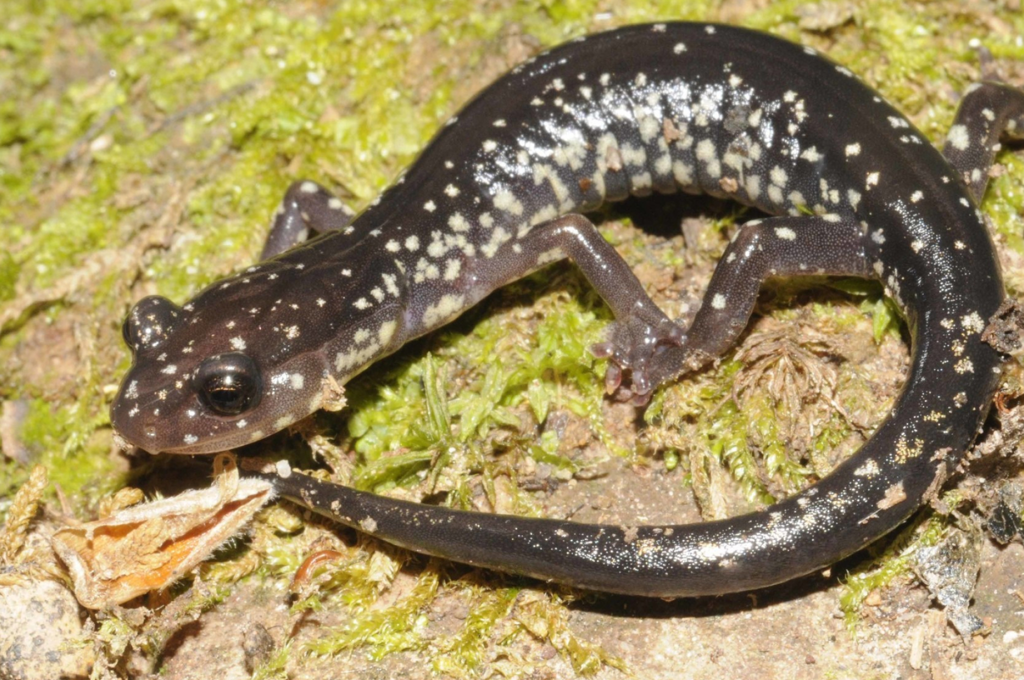 Cow knob salamander, Salamander Wallpaper, 2050x1360 HD Desktop