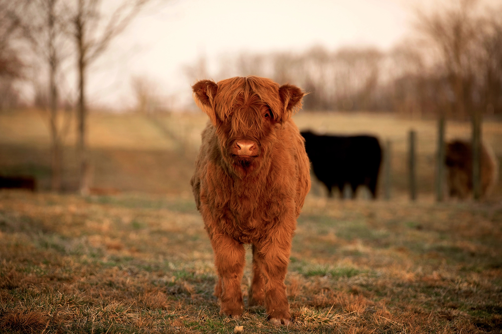 Calf, Cow Wallpaper, 2000x1340 HD Desktop