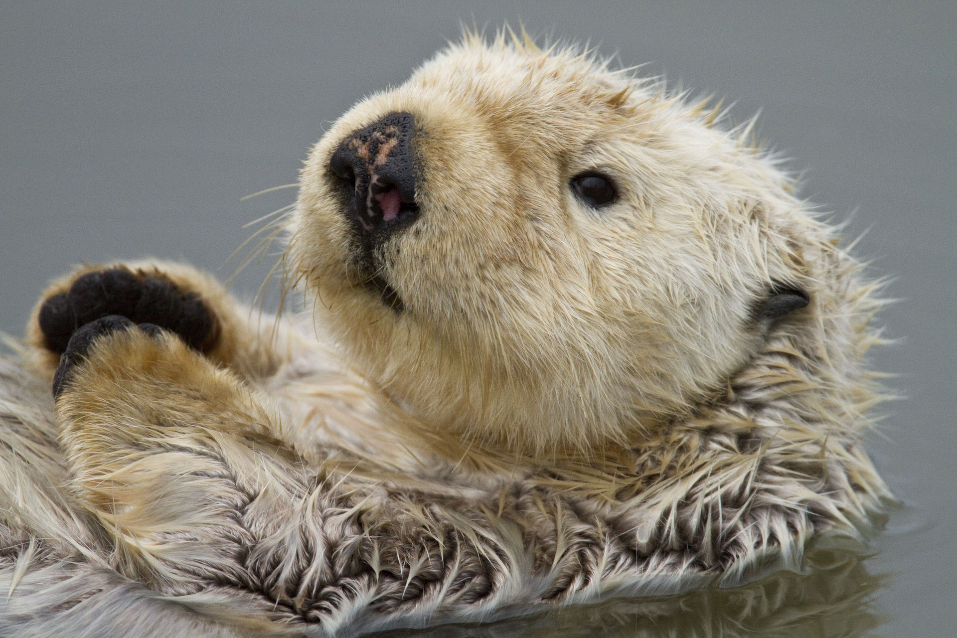 Sea otter close-up, Misty ocean backdrop, Peaceful marine life, Coastal charm, 1920x1280 HD Desktop