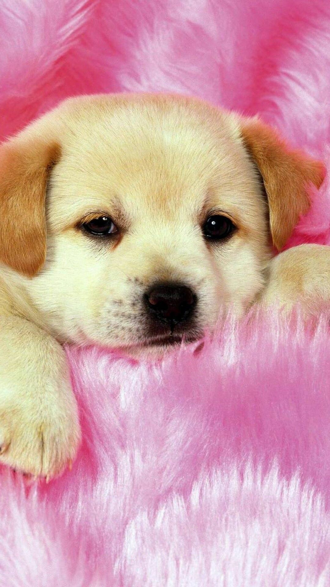 Baby puppy wallpapers, Cute and cuddly, Adorable, Playful, 1080x1920 Full HD Phone