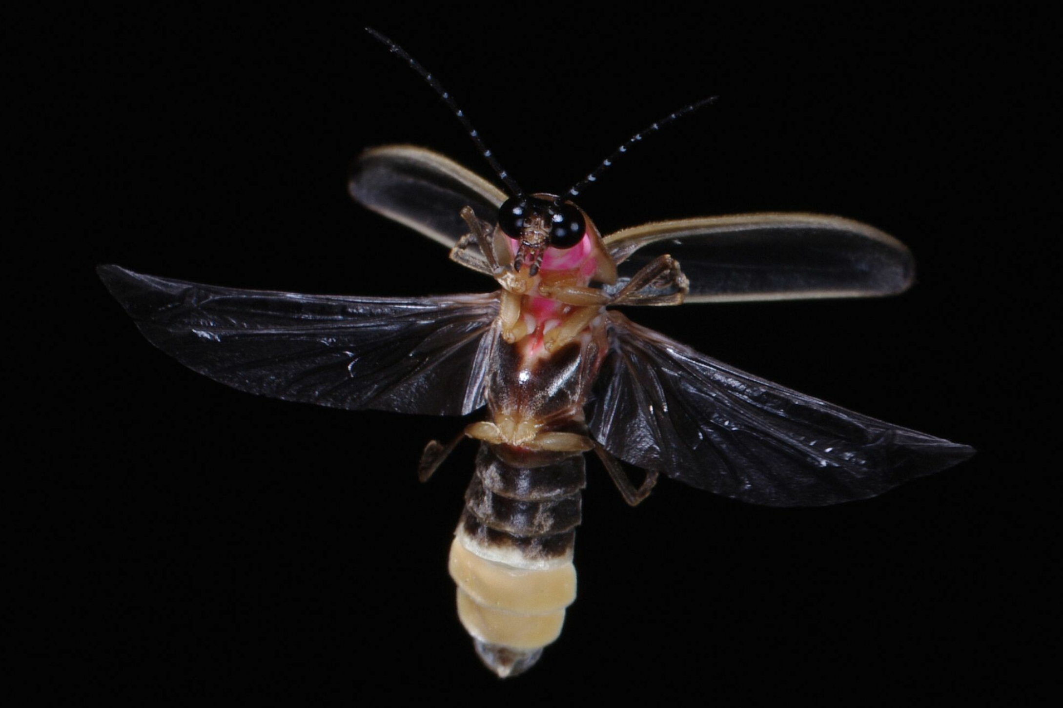 Firefly mesmerizing, Dazzling display, Brilliant lights, Captivating scene, 2180x1460 HD Desktop